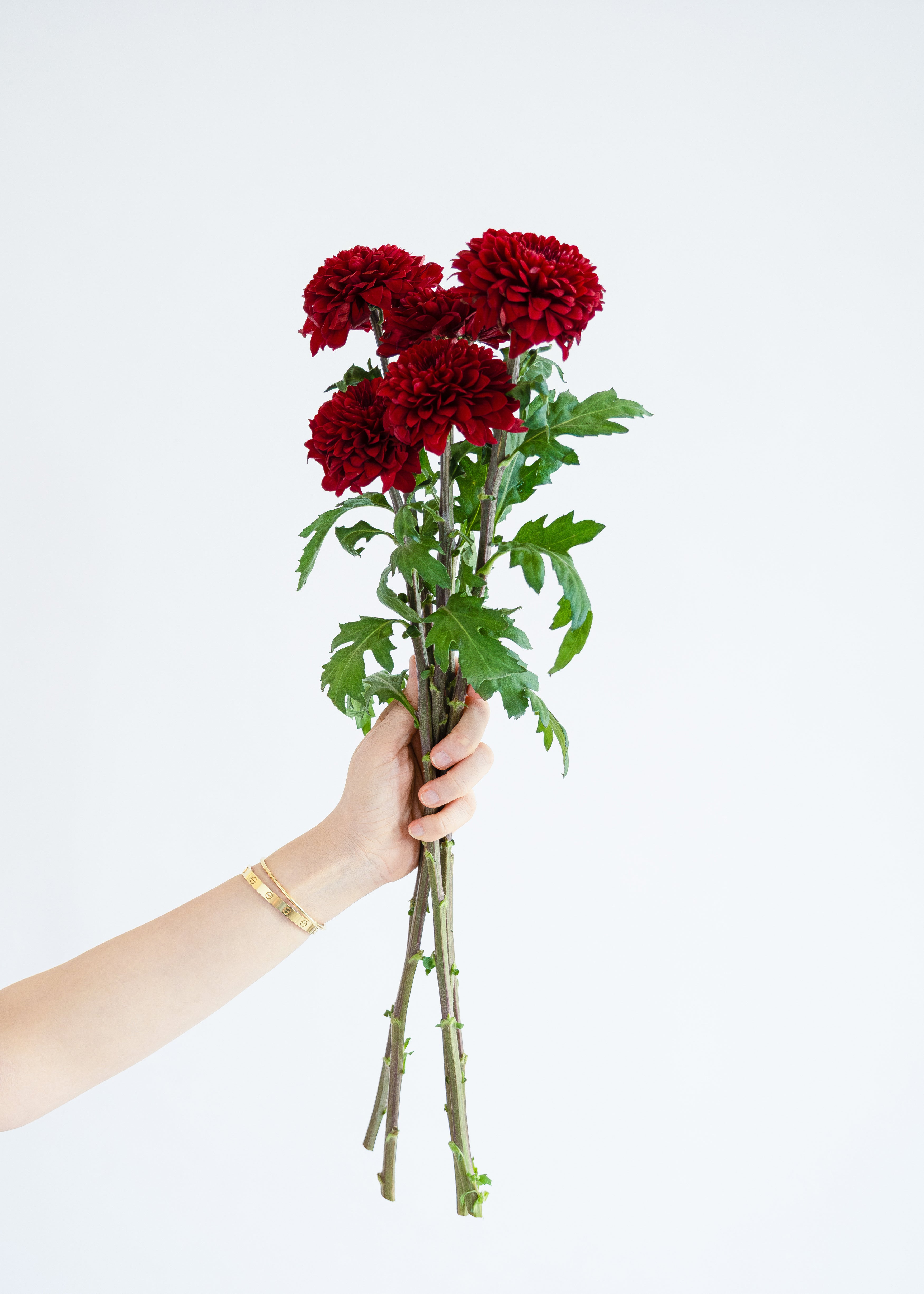 Chrysanthemum in Burgundy Red