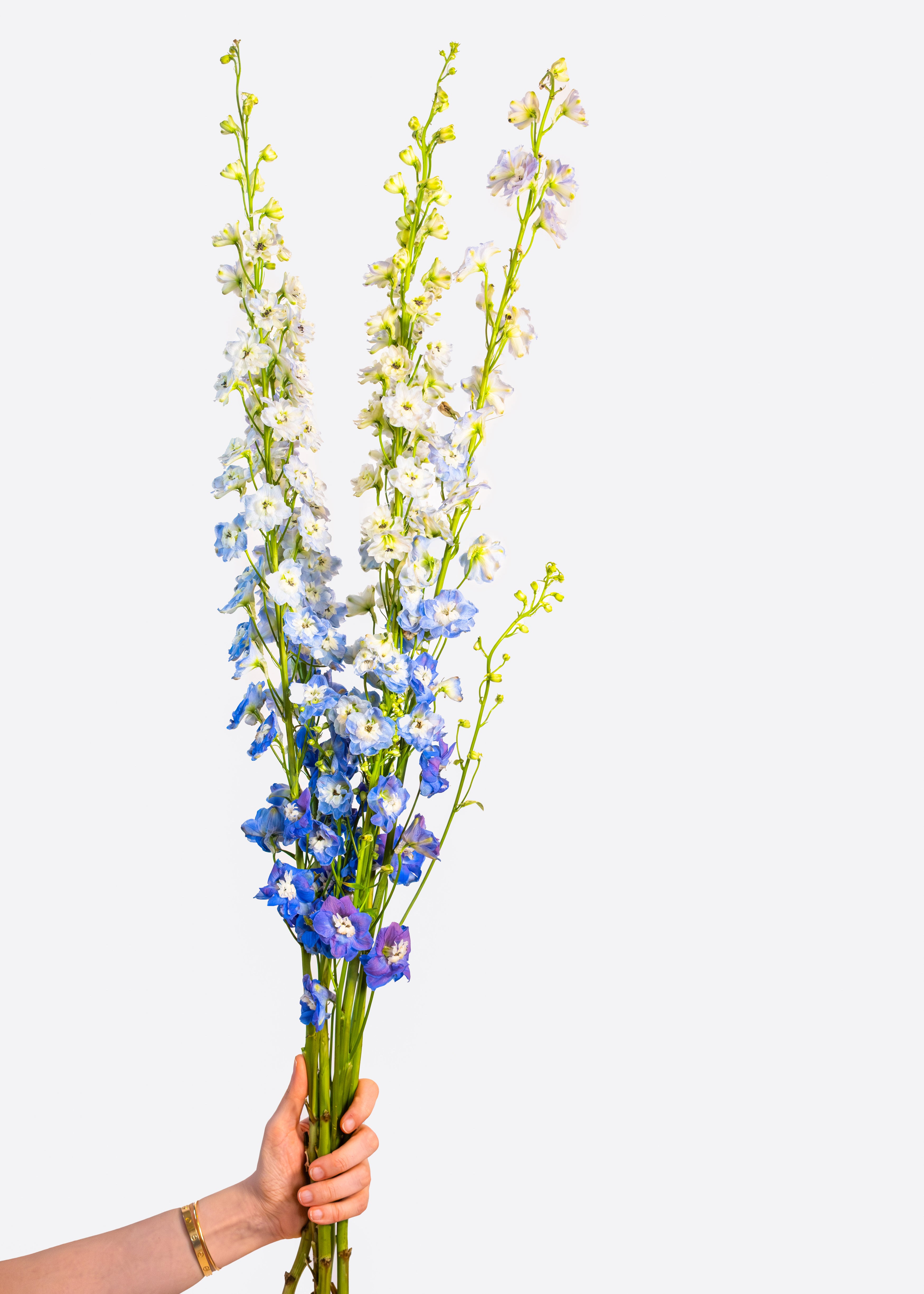 Delphinium in Blue