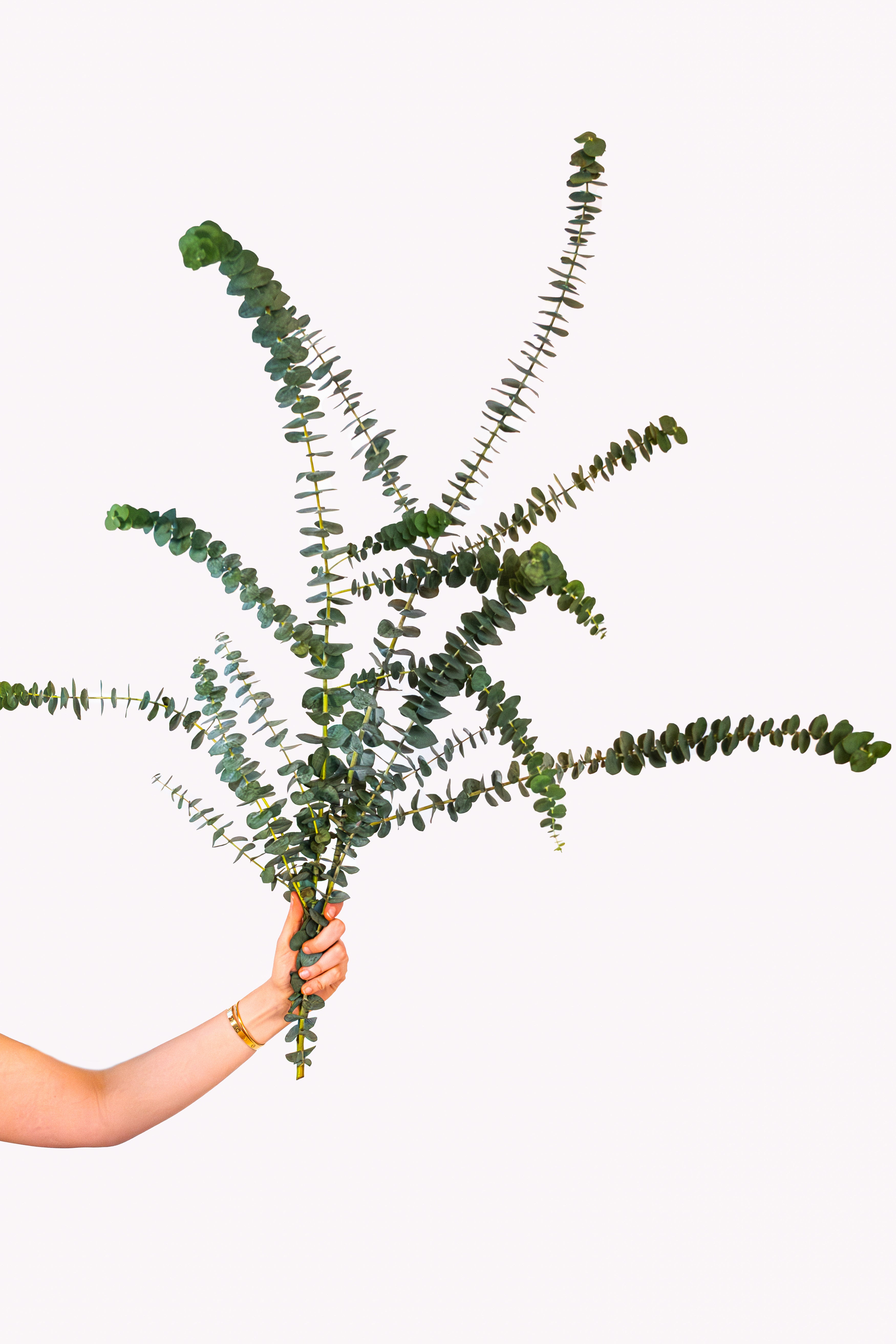 Eucalyptus - Baby Blue