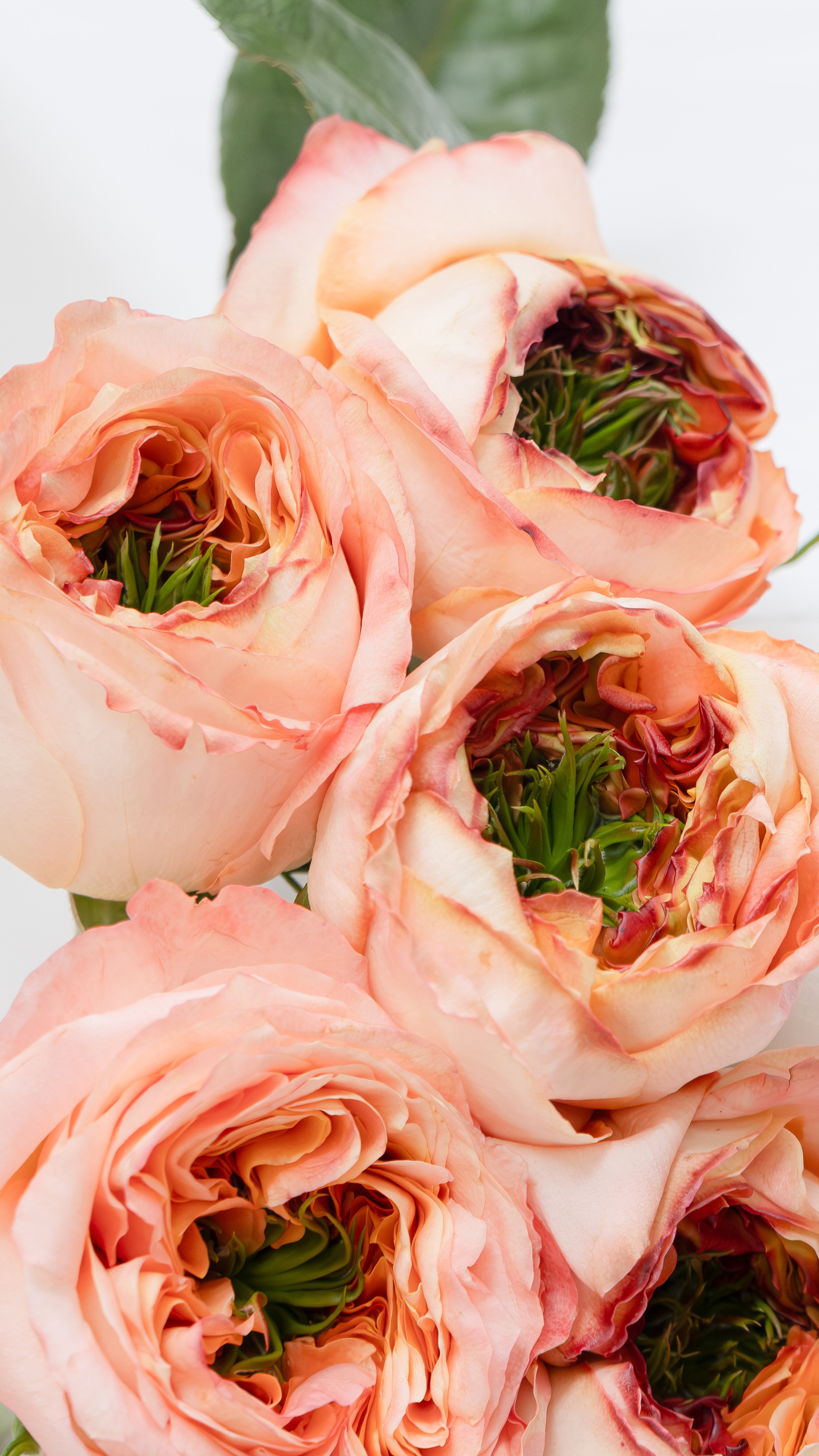 Garden Rose in Peach