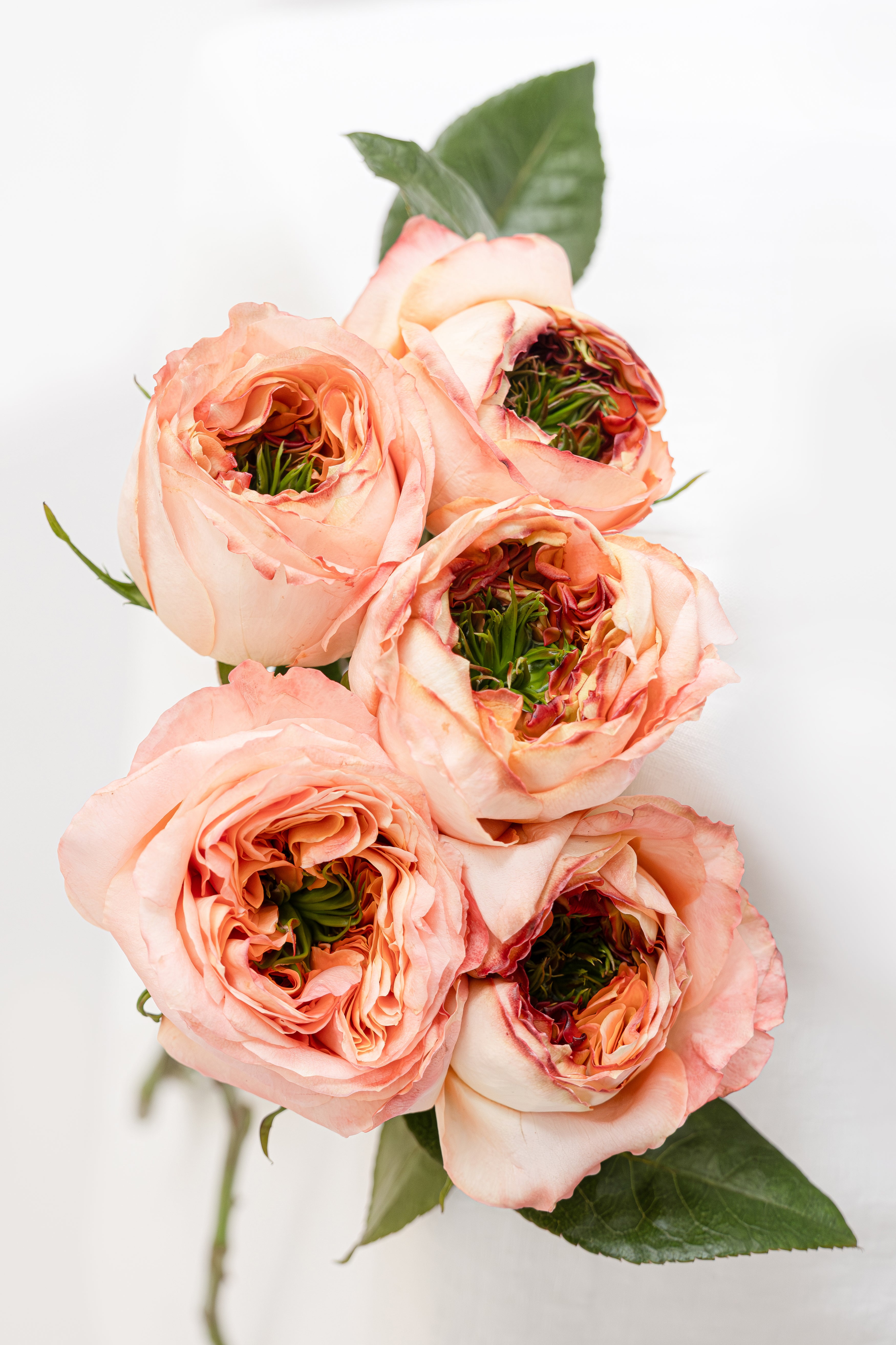 Garden Rose in Peach
