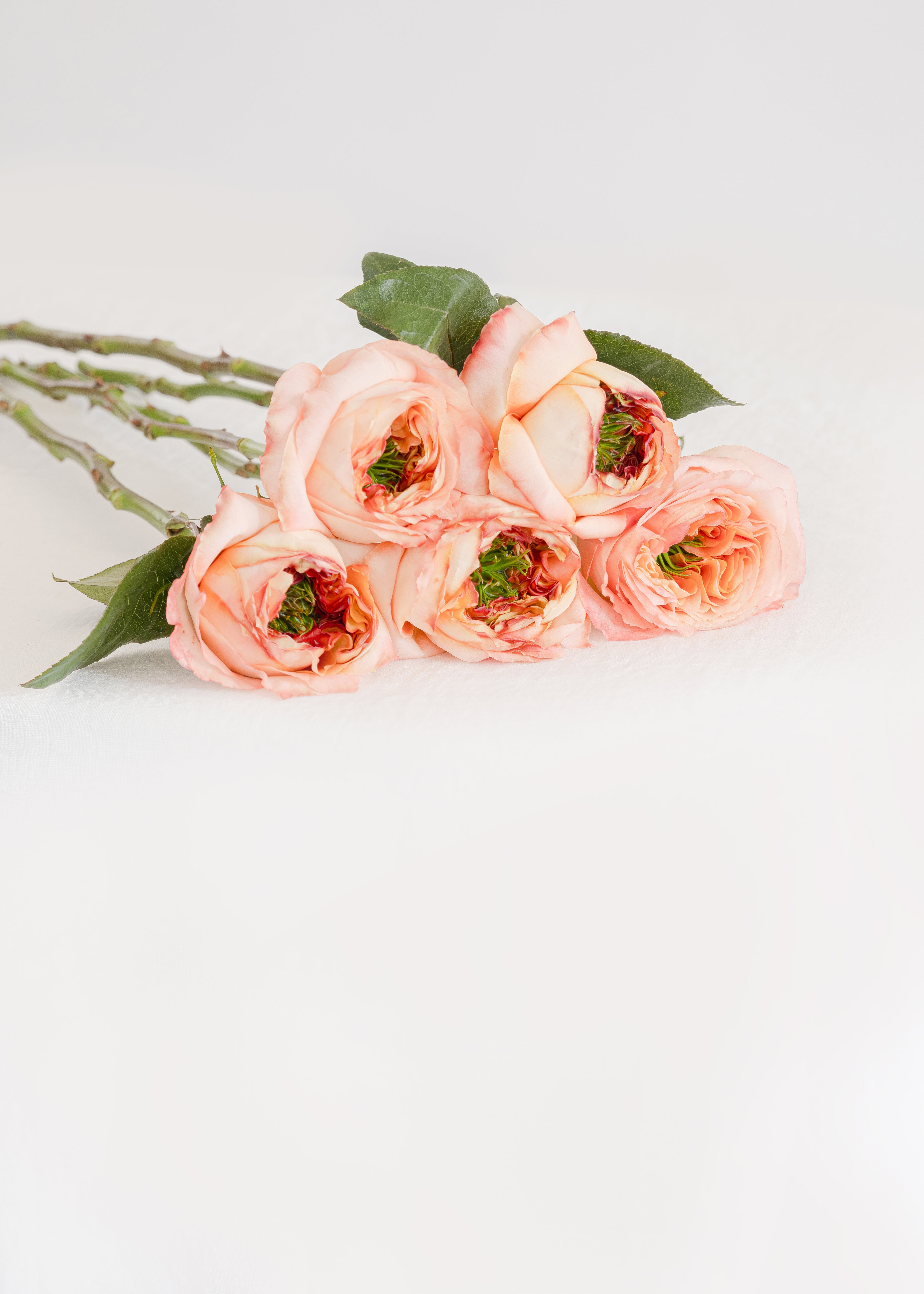 Garden Rose in Peach