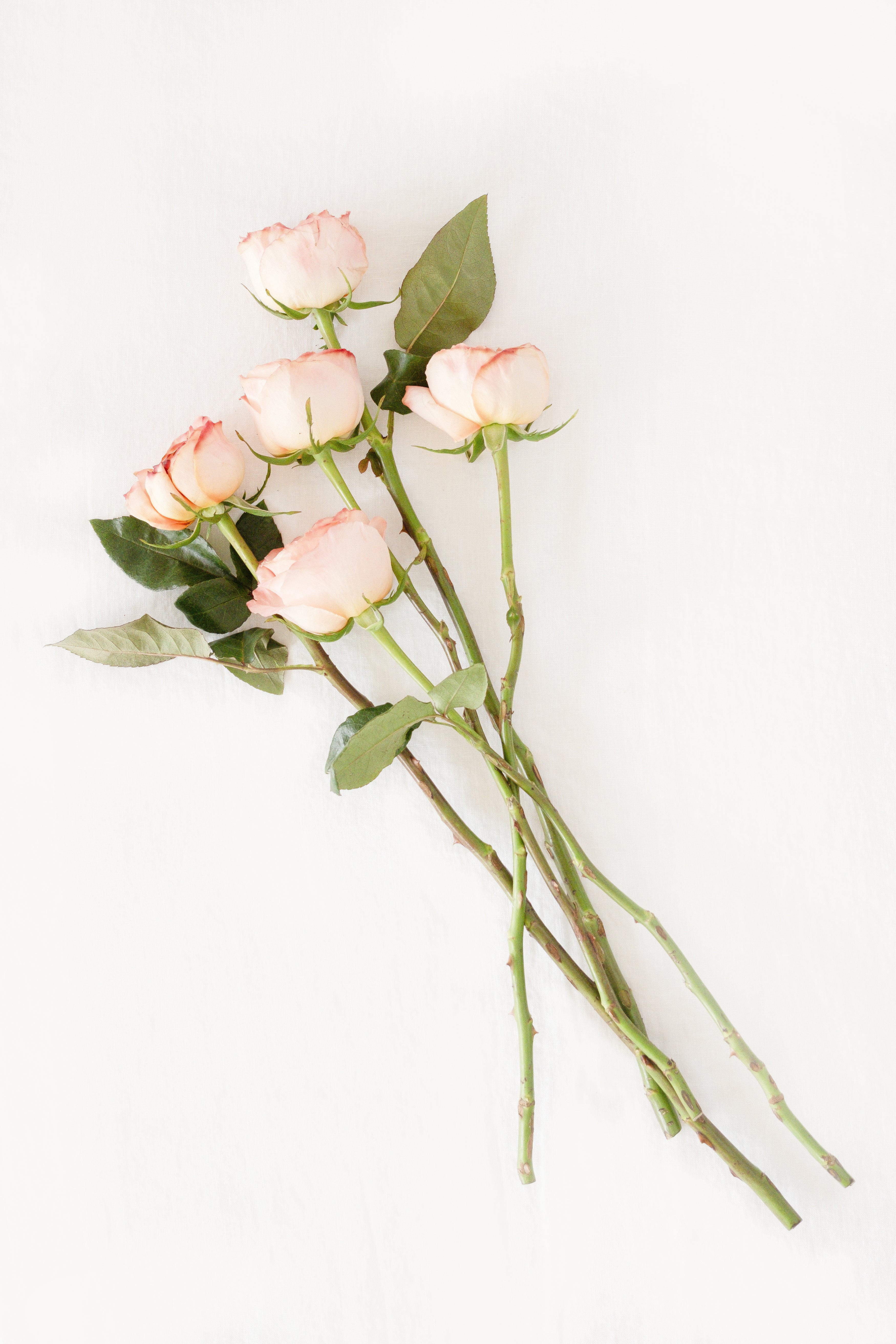 Garden Rose in Peach