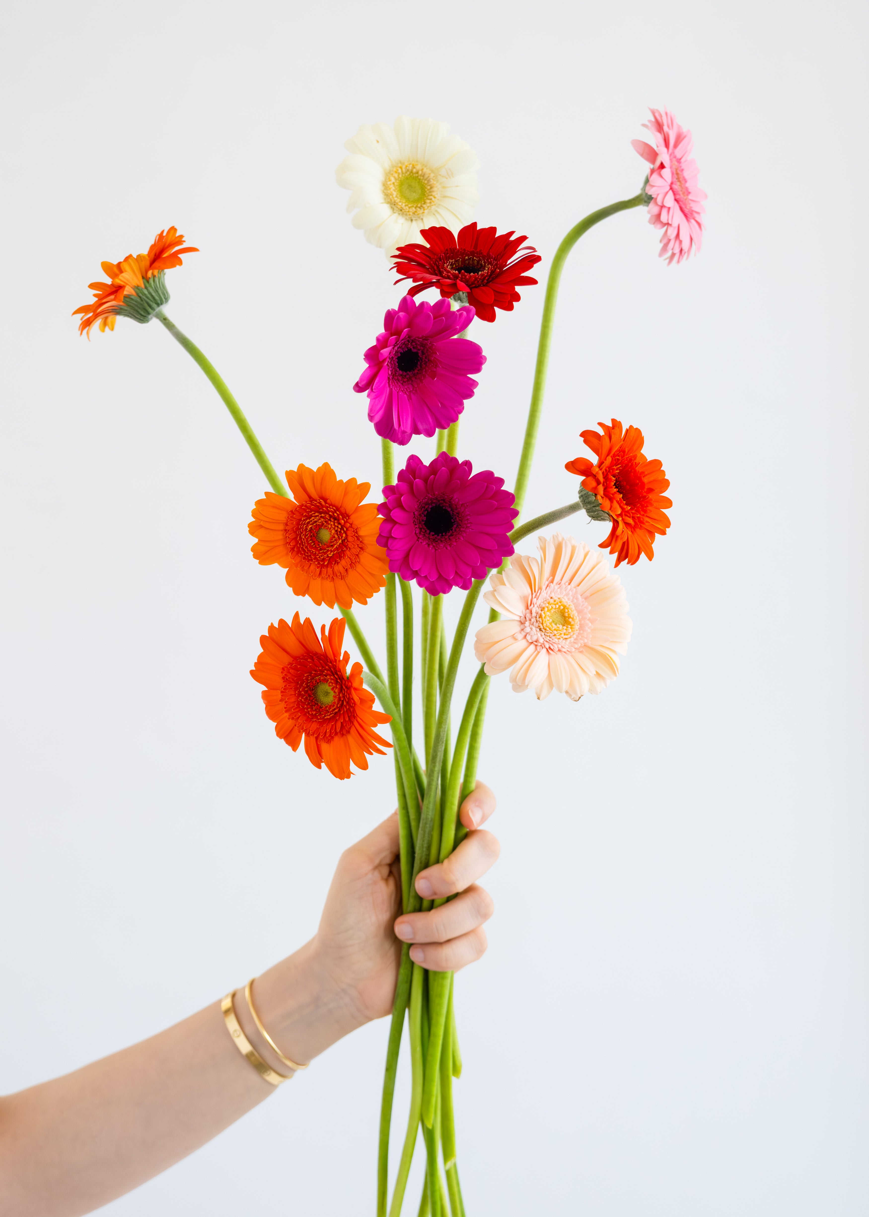 Gerbera Mixed Colors