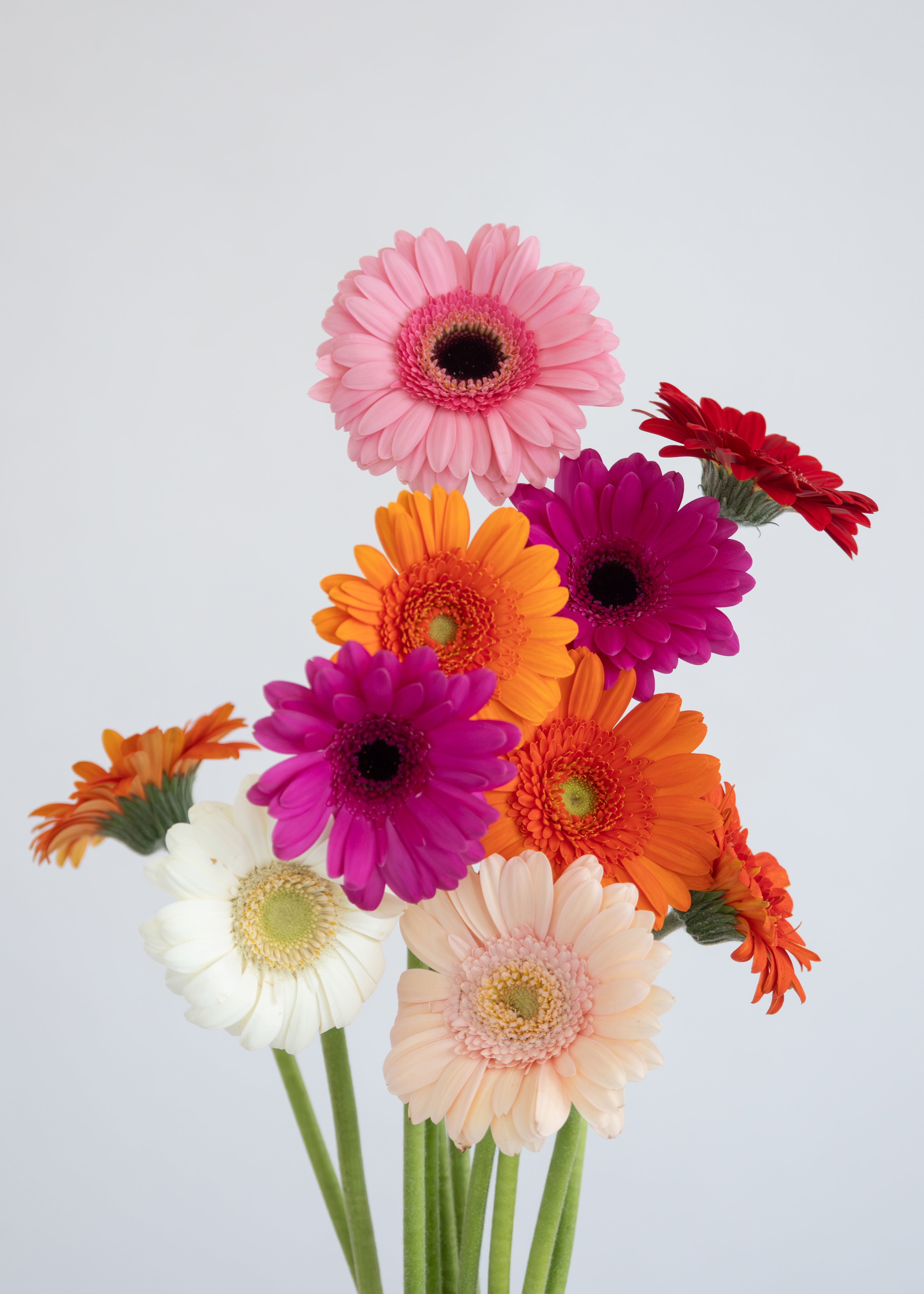 Gerbera Mixed Colors