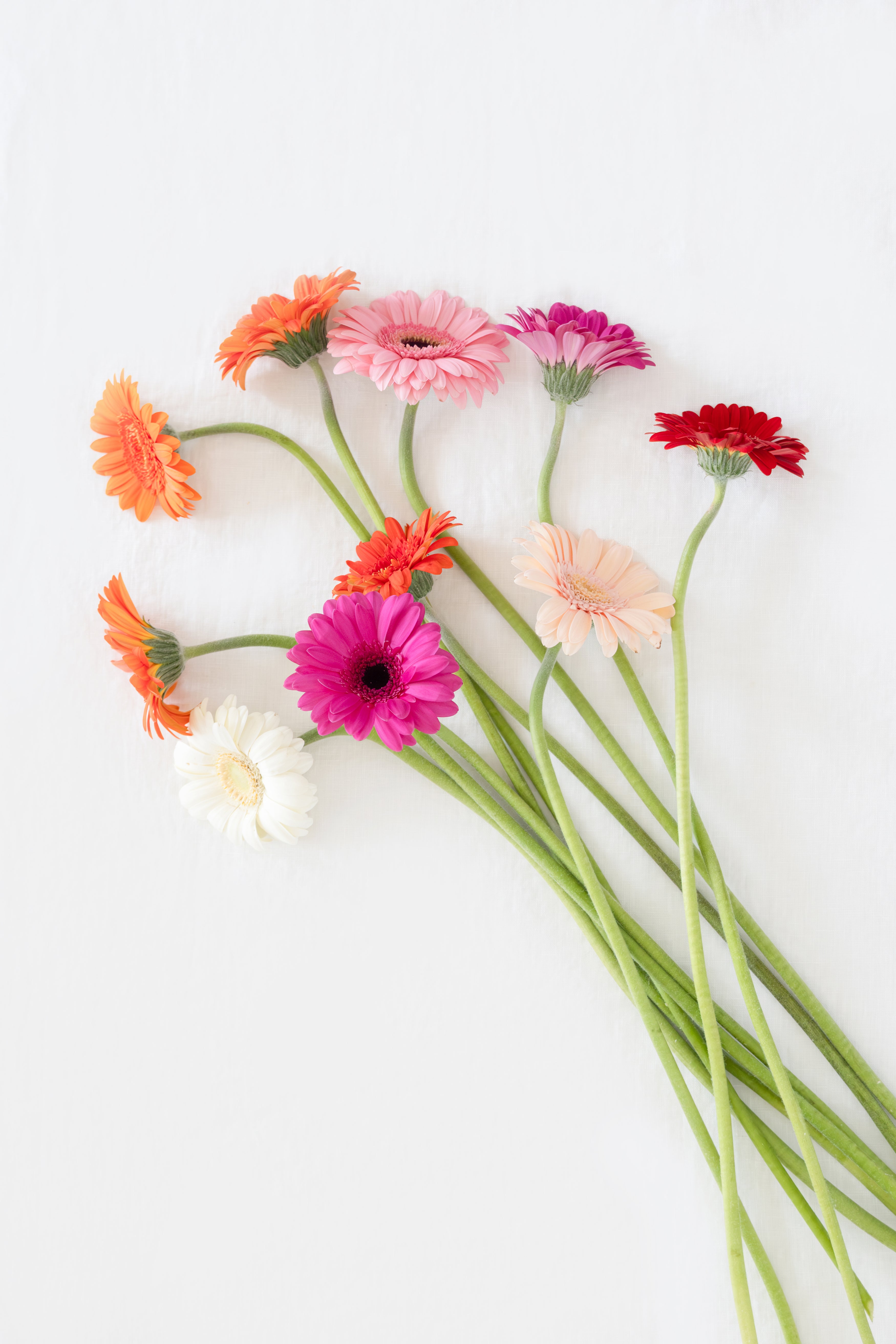 Gerbera Mixed Colors