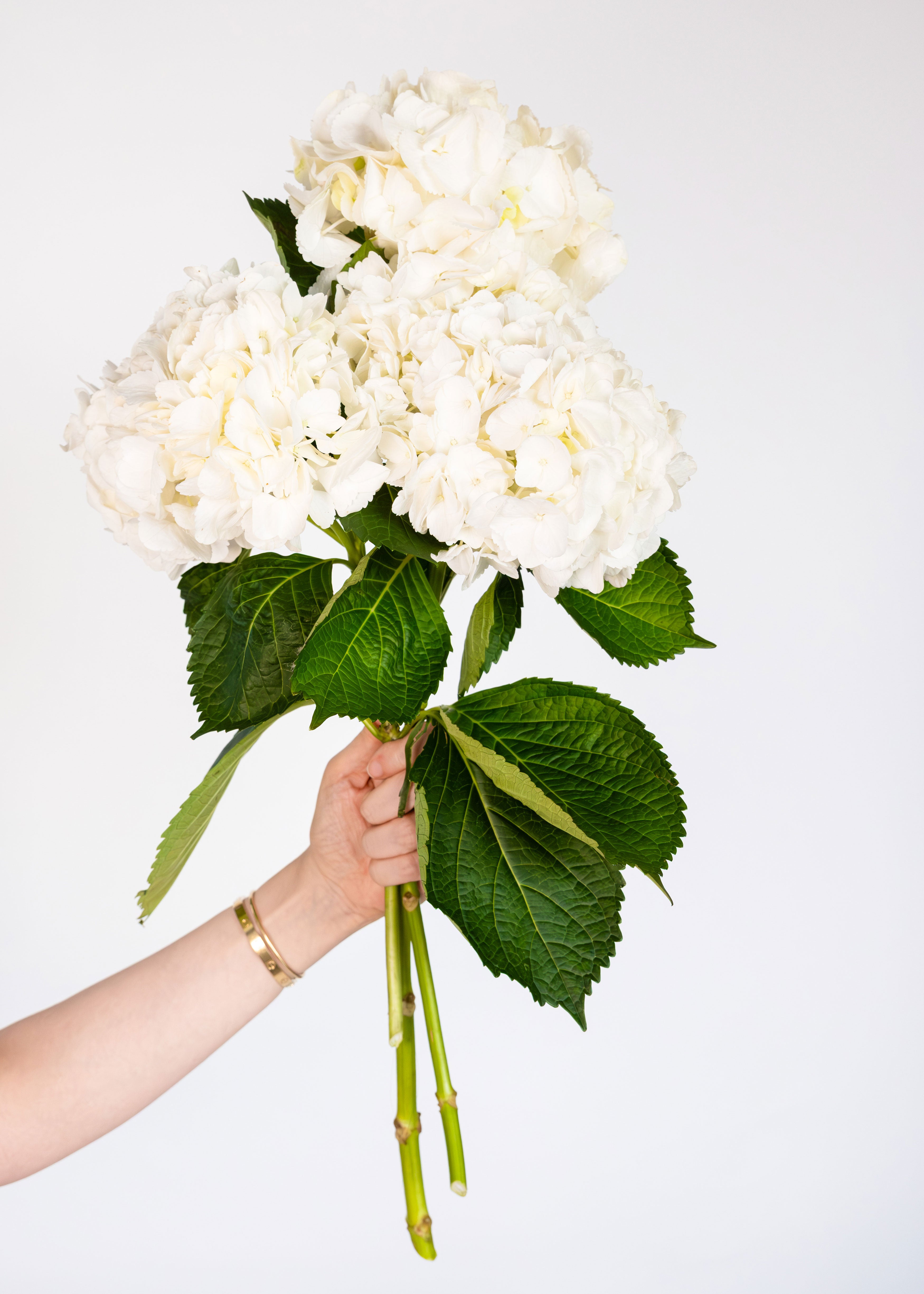 Hydrangea in White