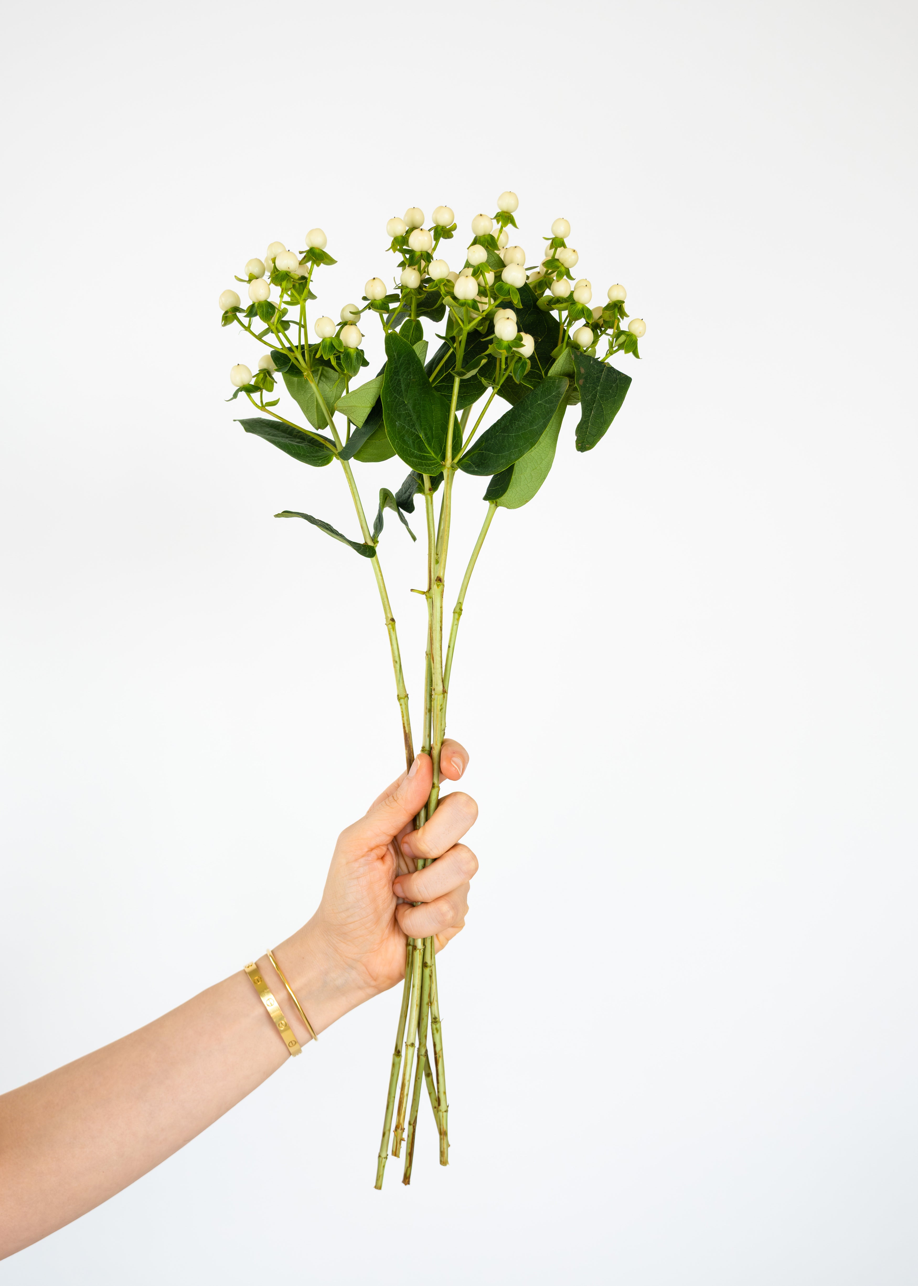 Hypercium in white