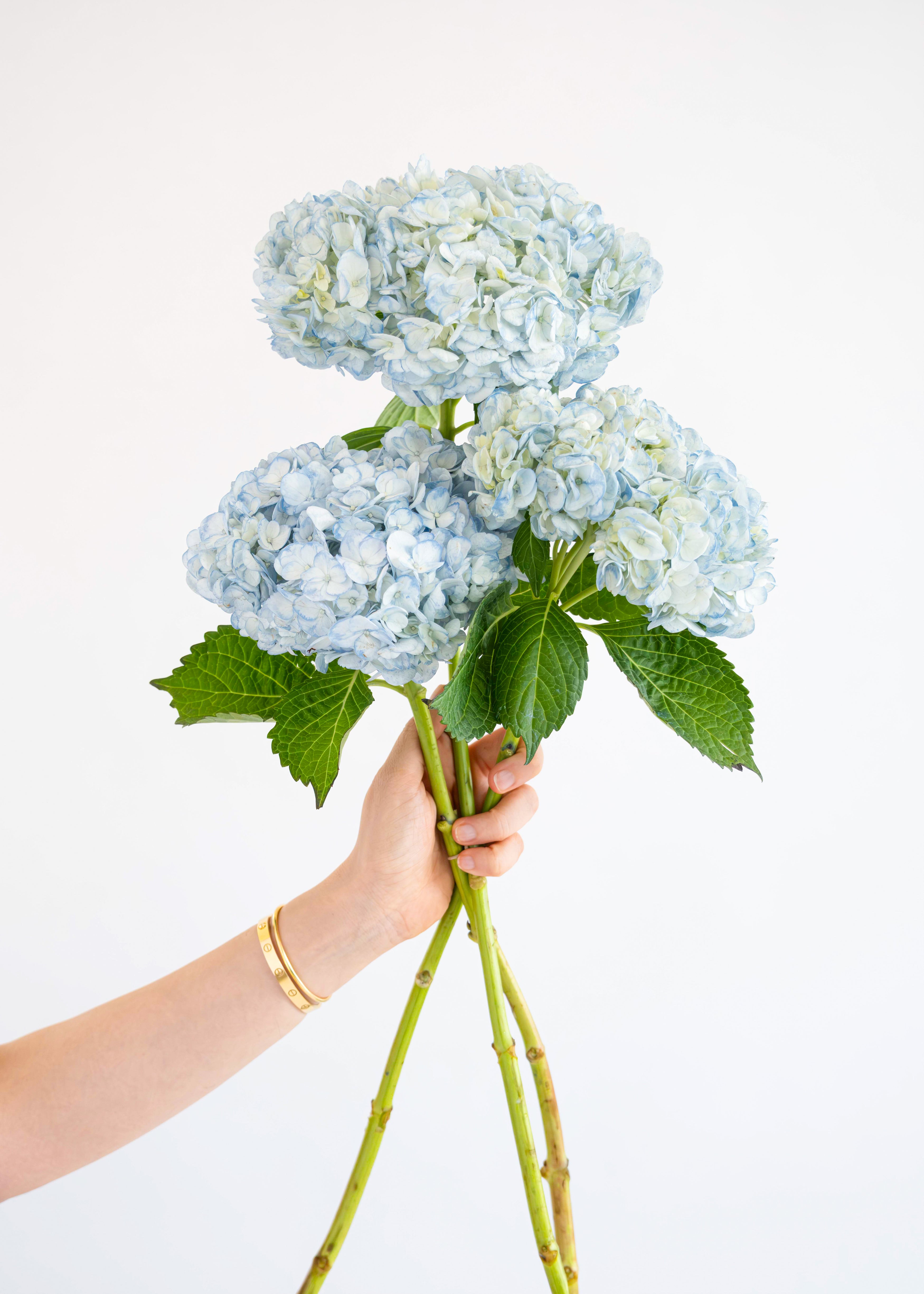 Jumbo Hydrangea in Light Blue