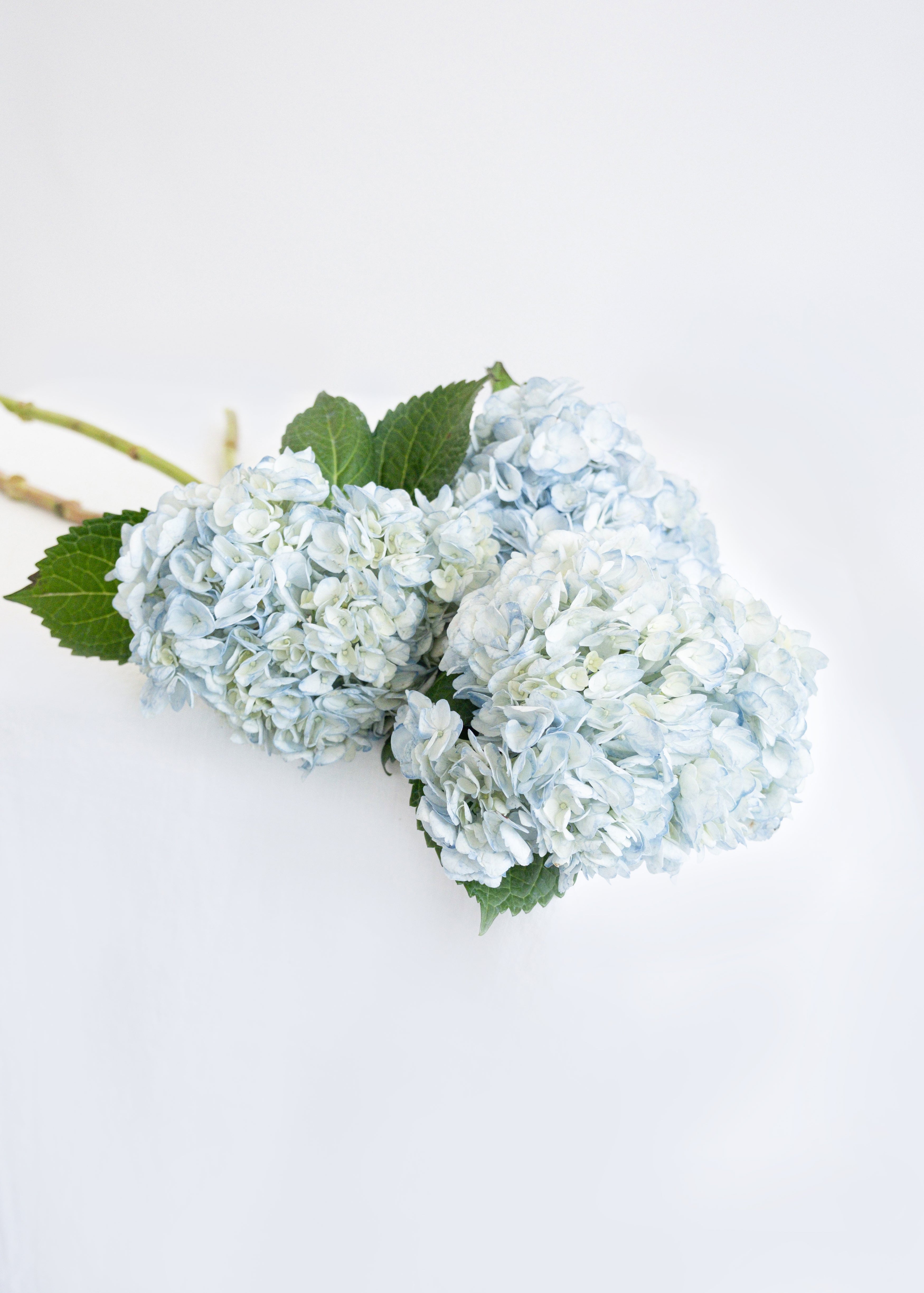Jumbo Hydrangea in Light Blue