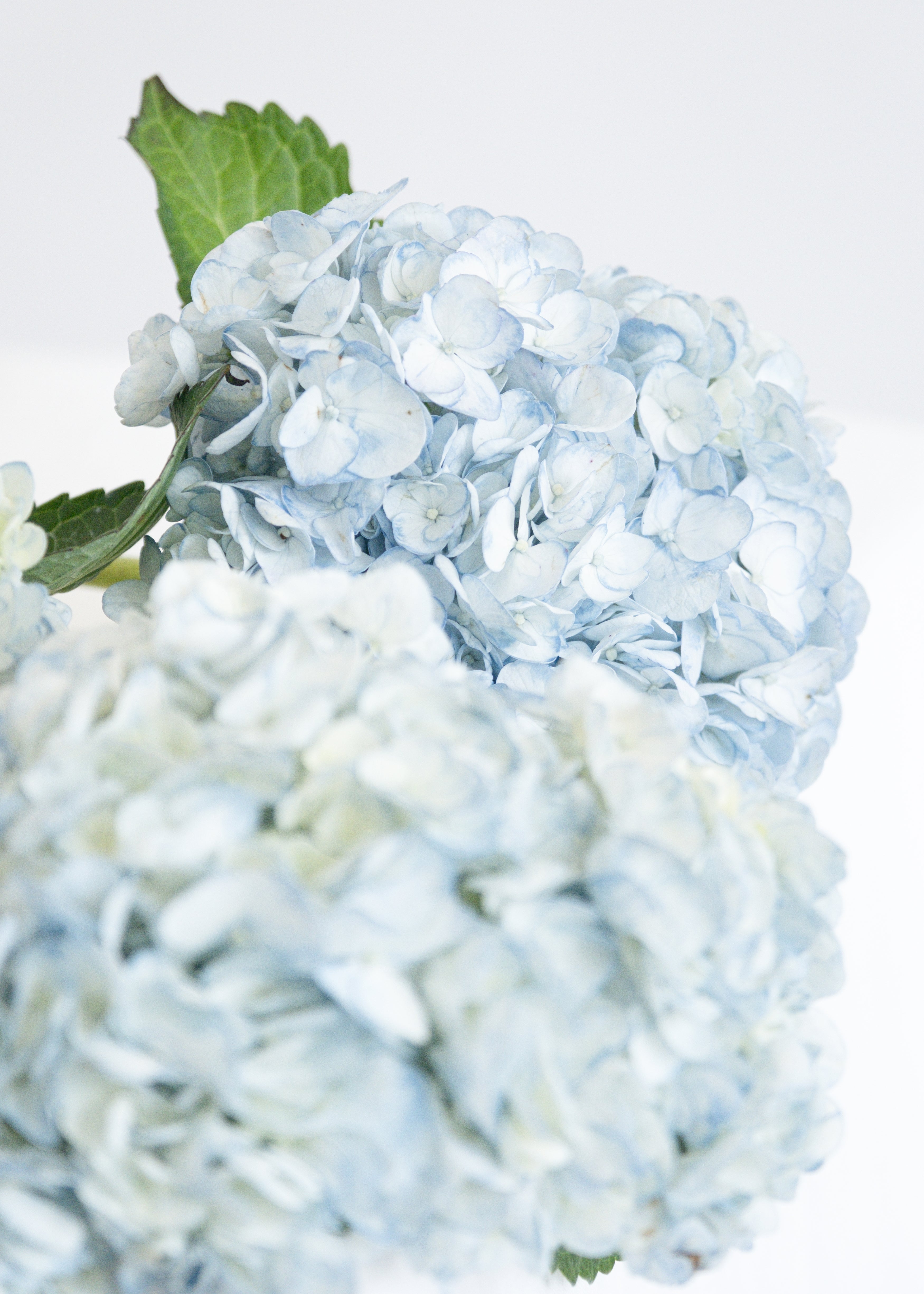 Jumbo Hydrangea in Light Blue
