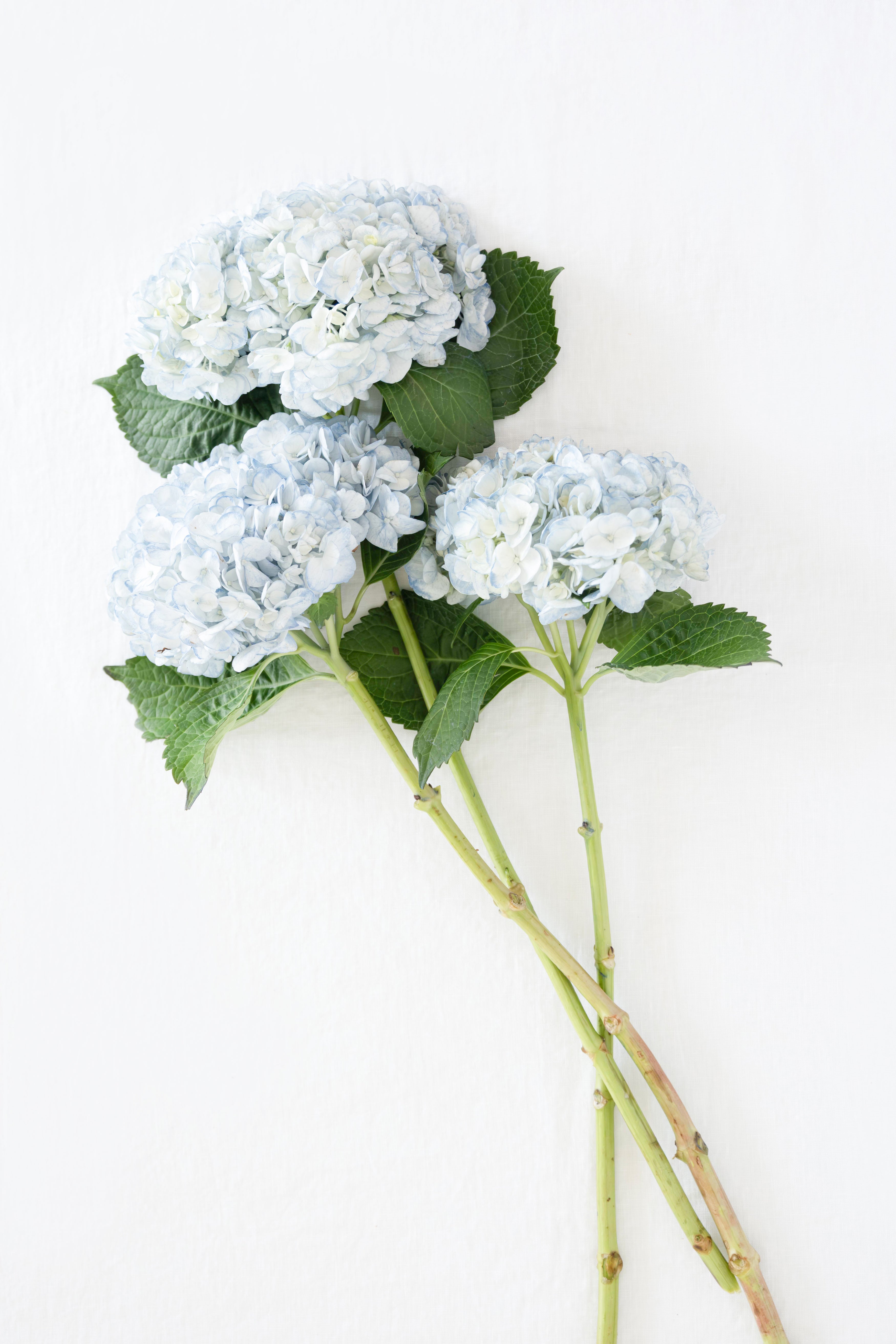 Jumbo Hydrangea in Light Blue