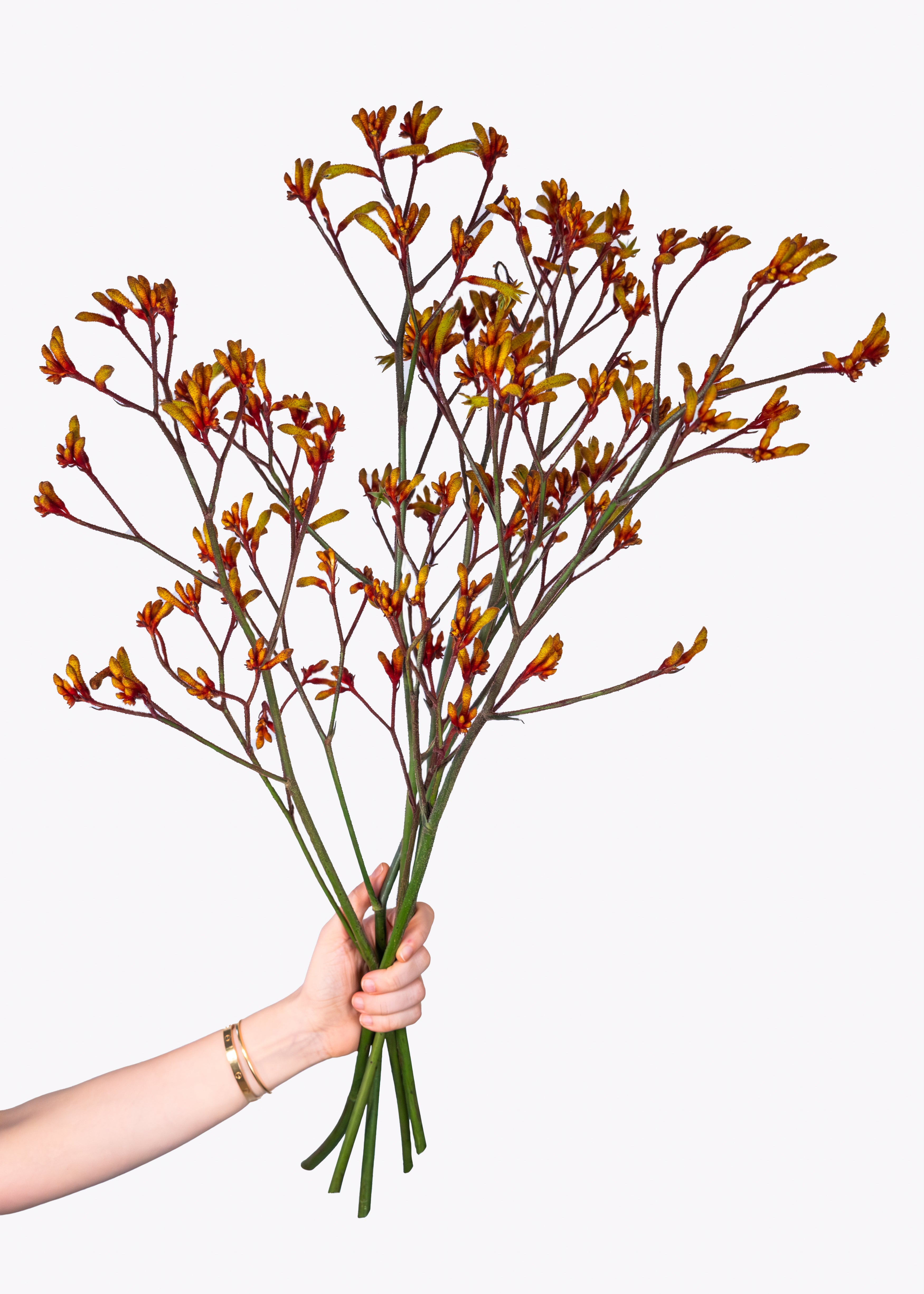 Kangaroo Paw in Orange/Brown