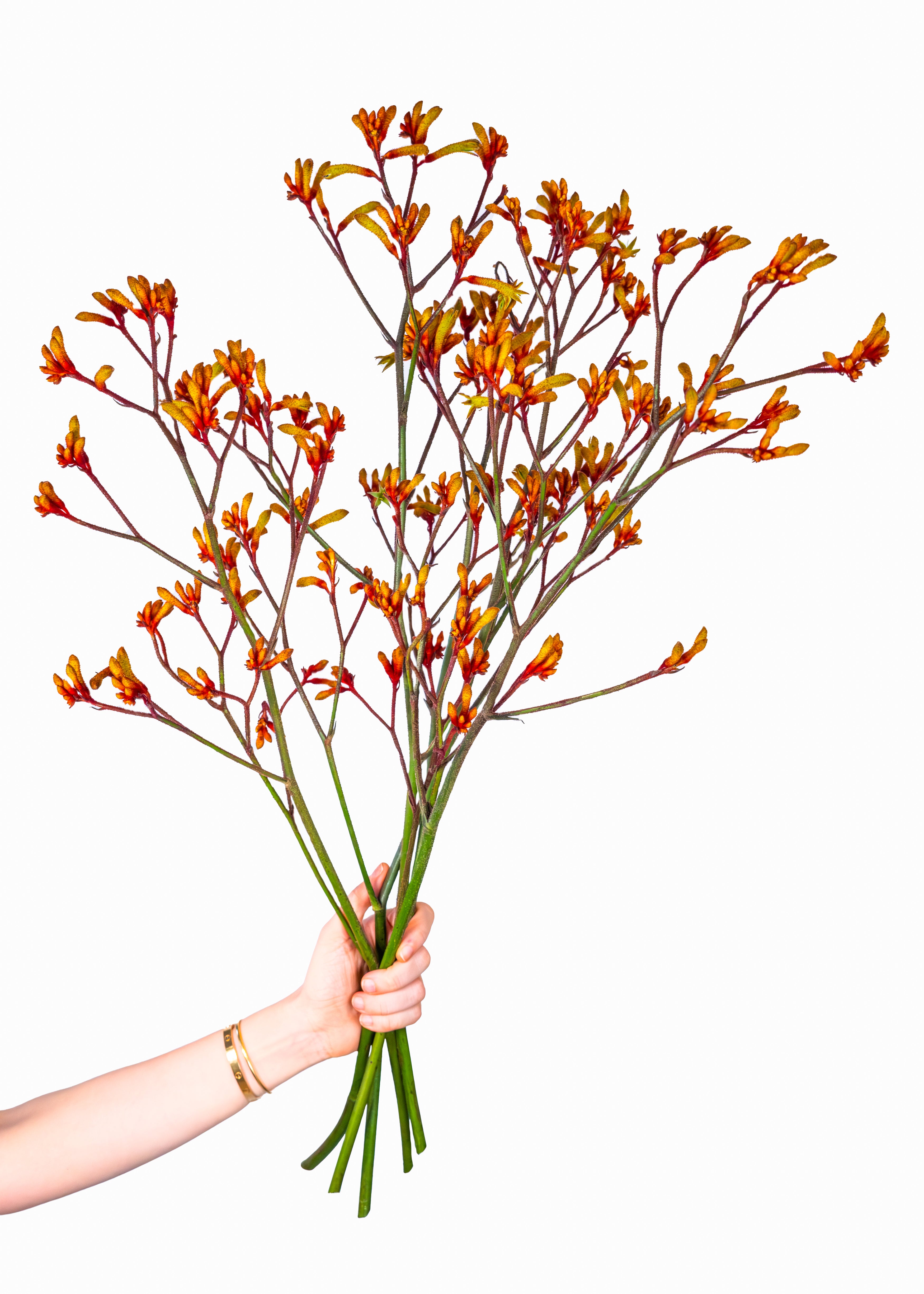 Kangaroo Paw in Orange/Brown