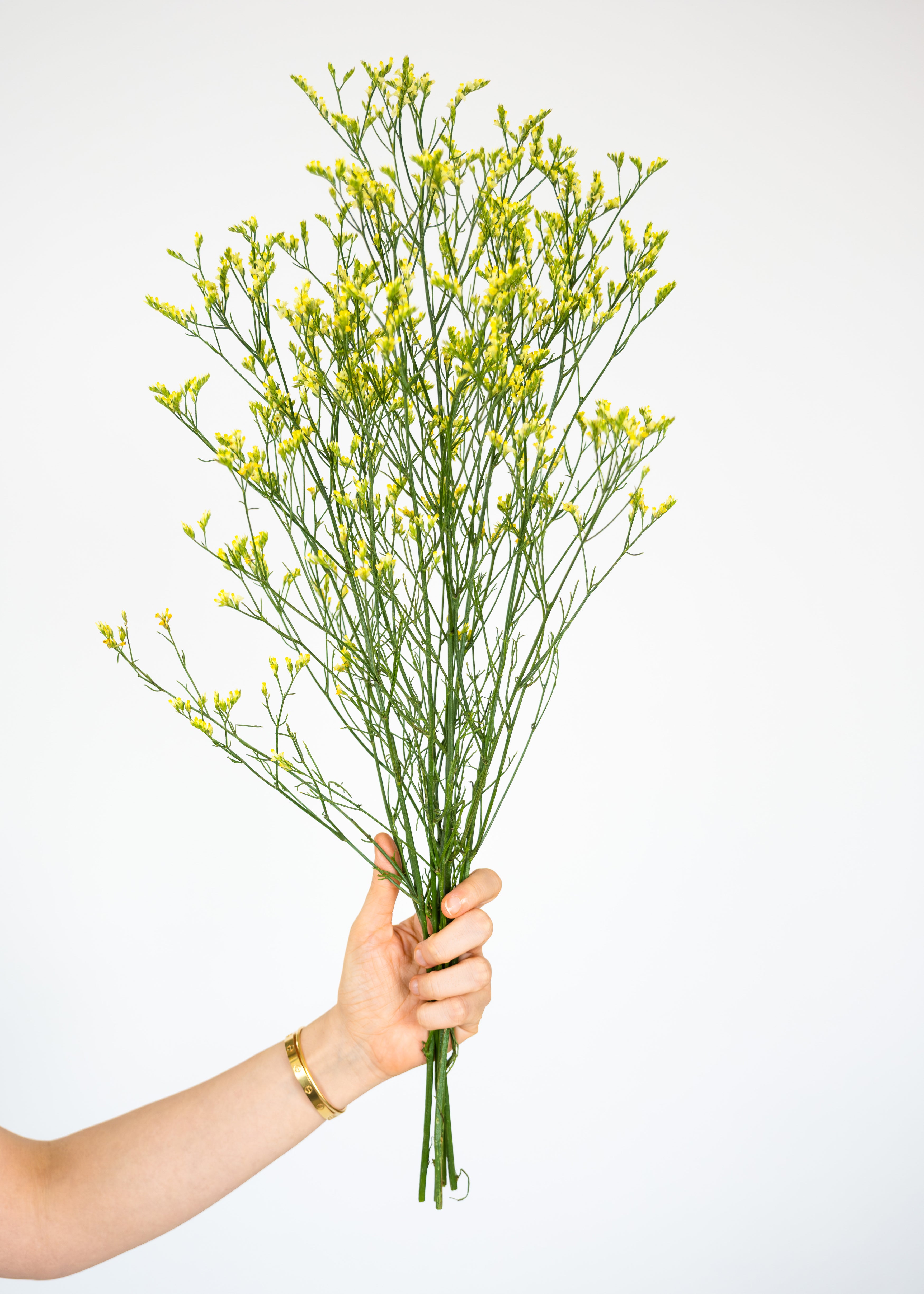 Limonium in Yellow