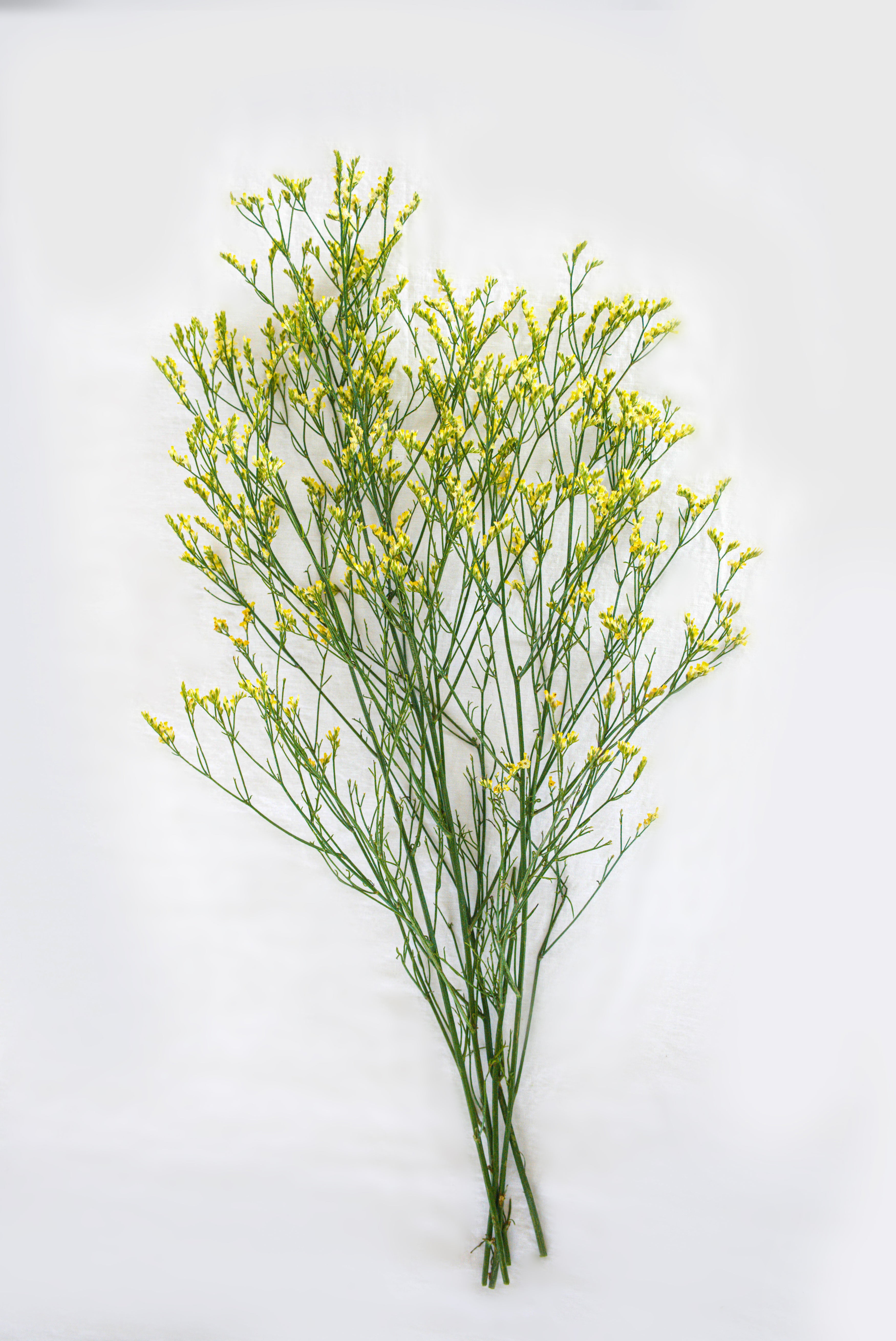 Limonium in Yellow