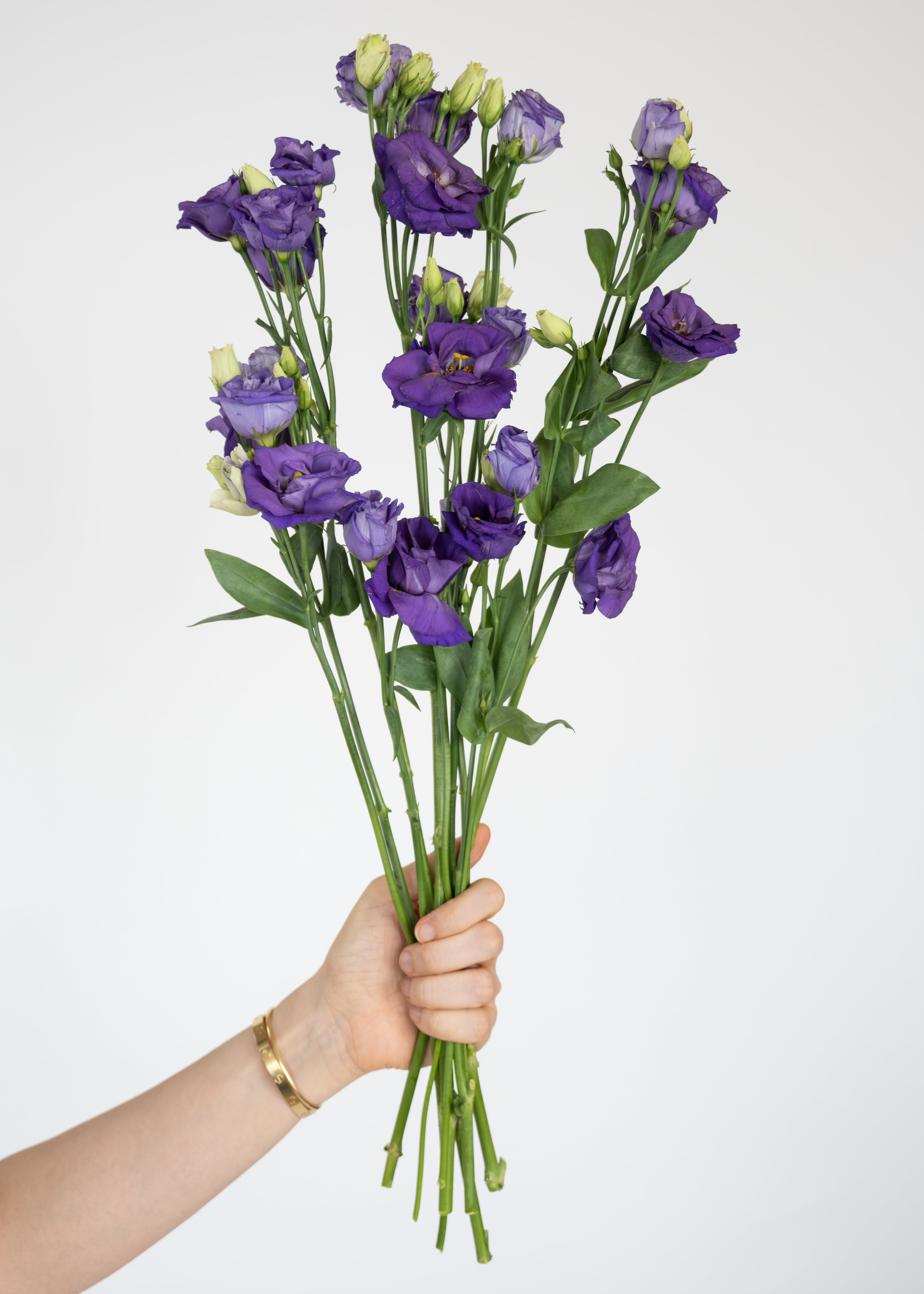Lisianthus in Purple