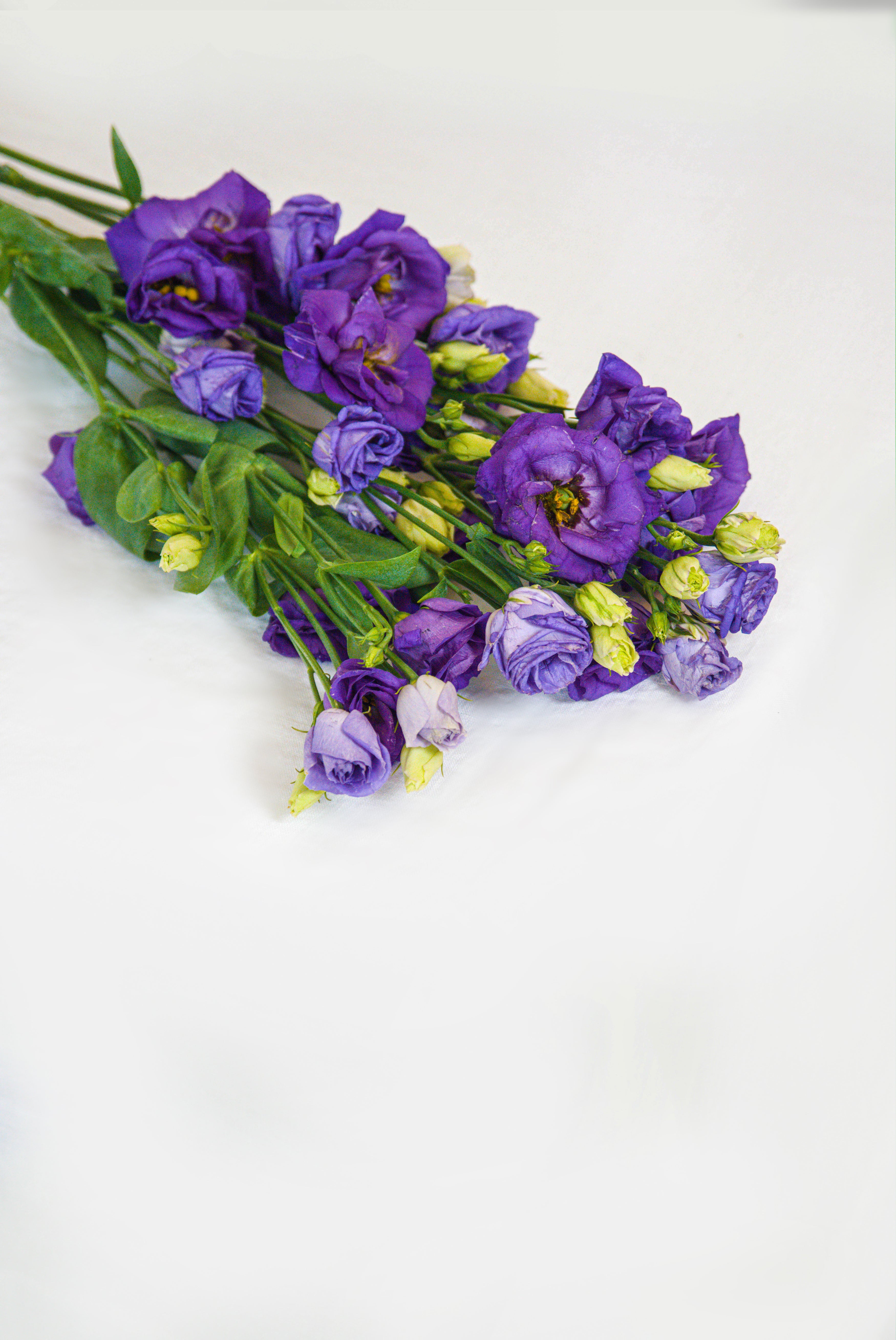 Lisianthus in Purple