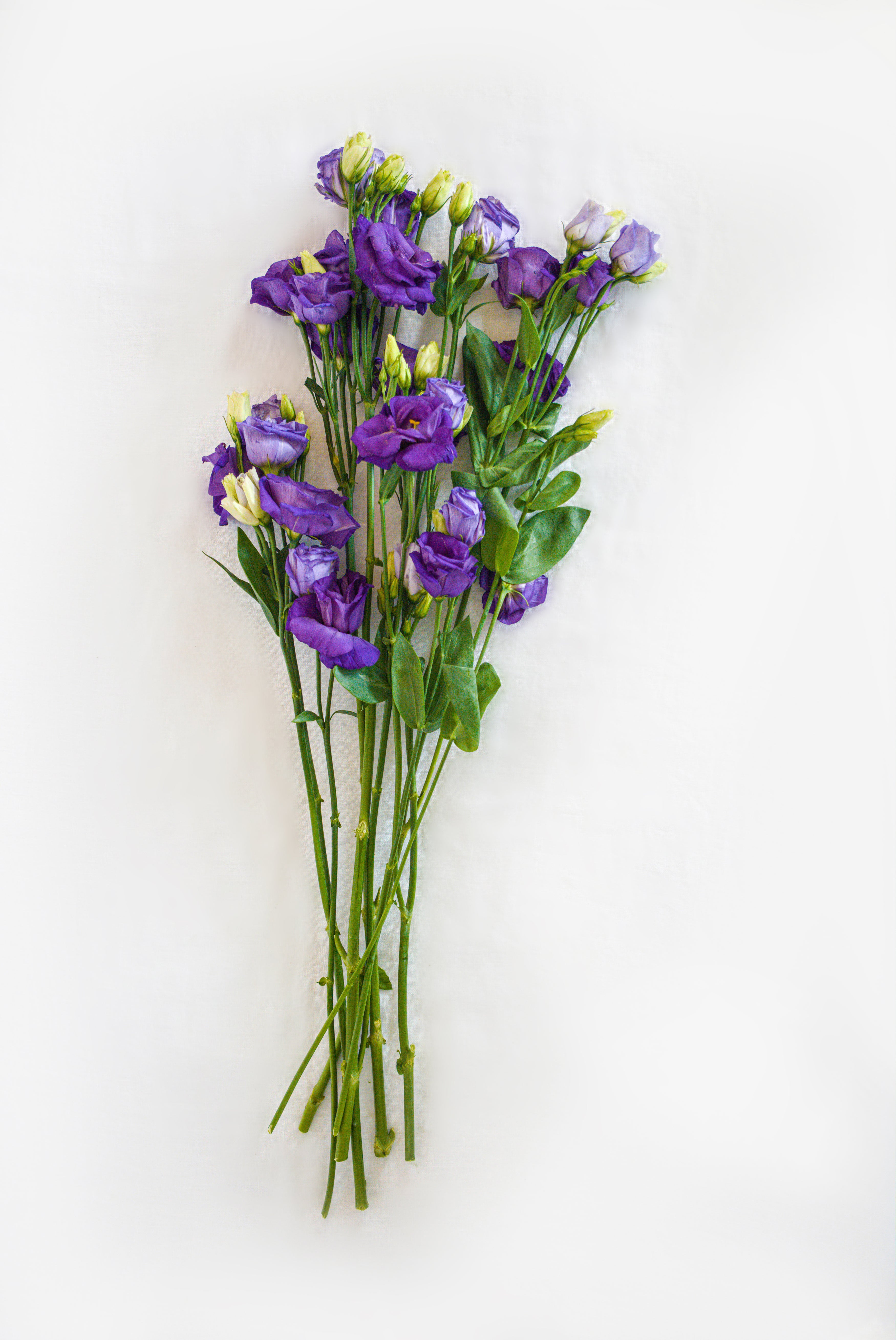 Lisianthus in Purple