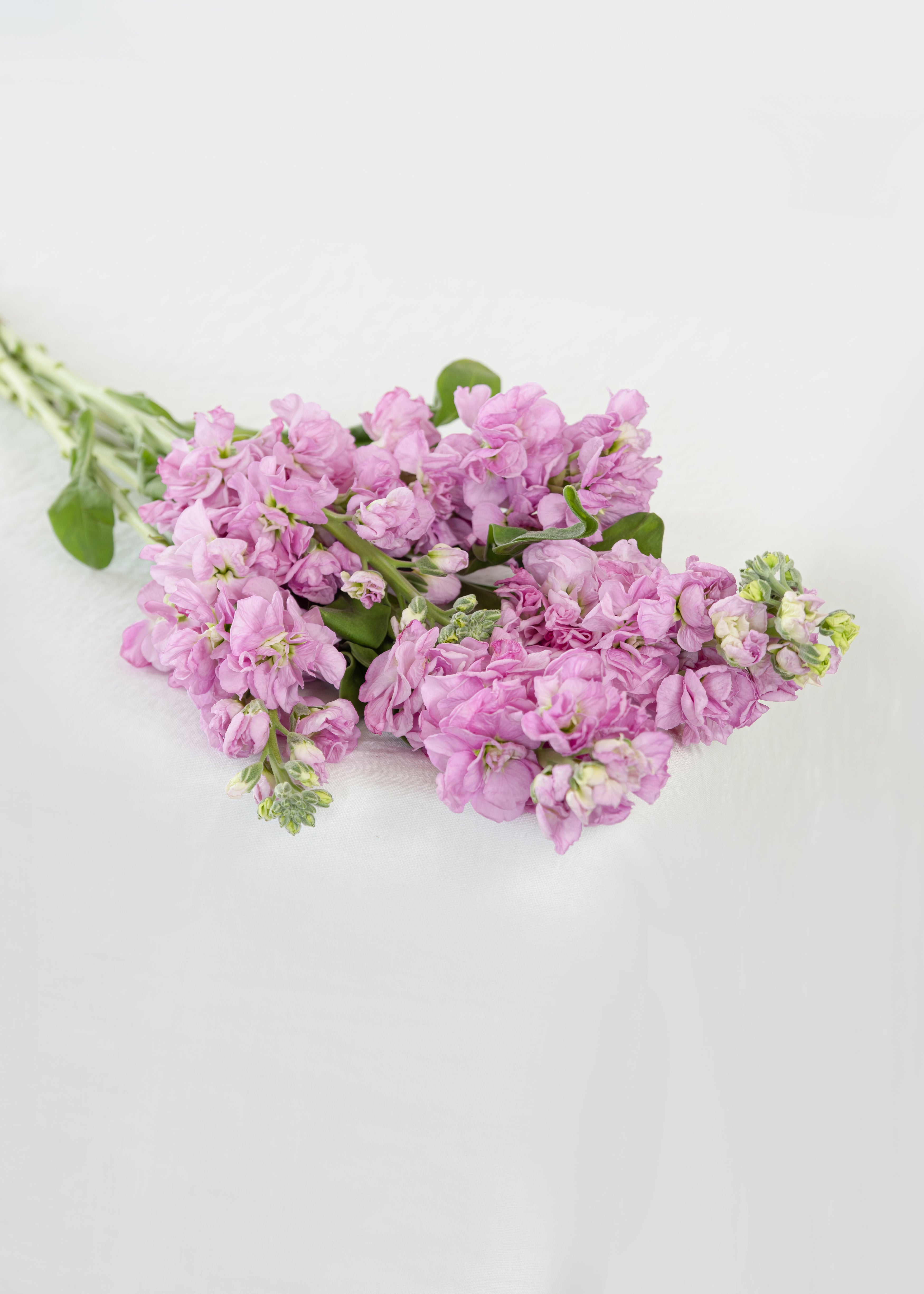 Mattholia (Stock) in Pink