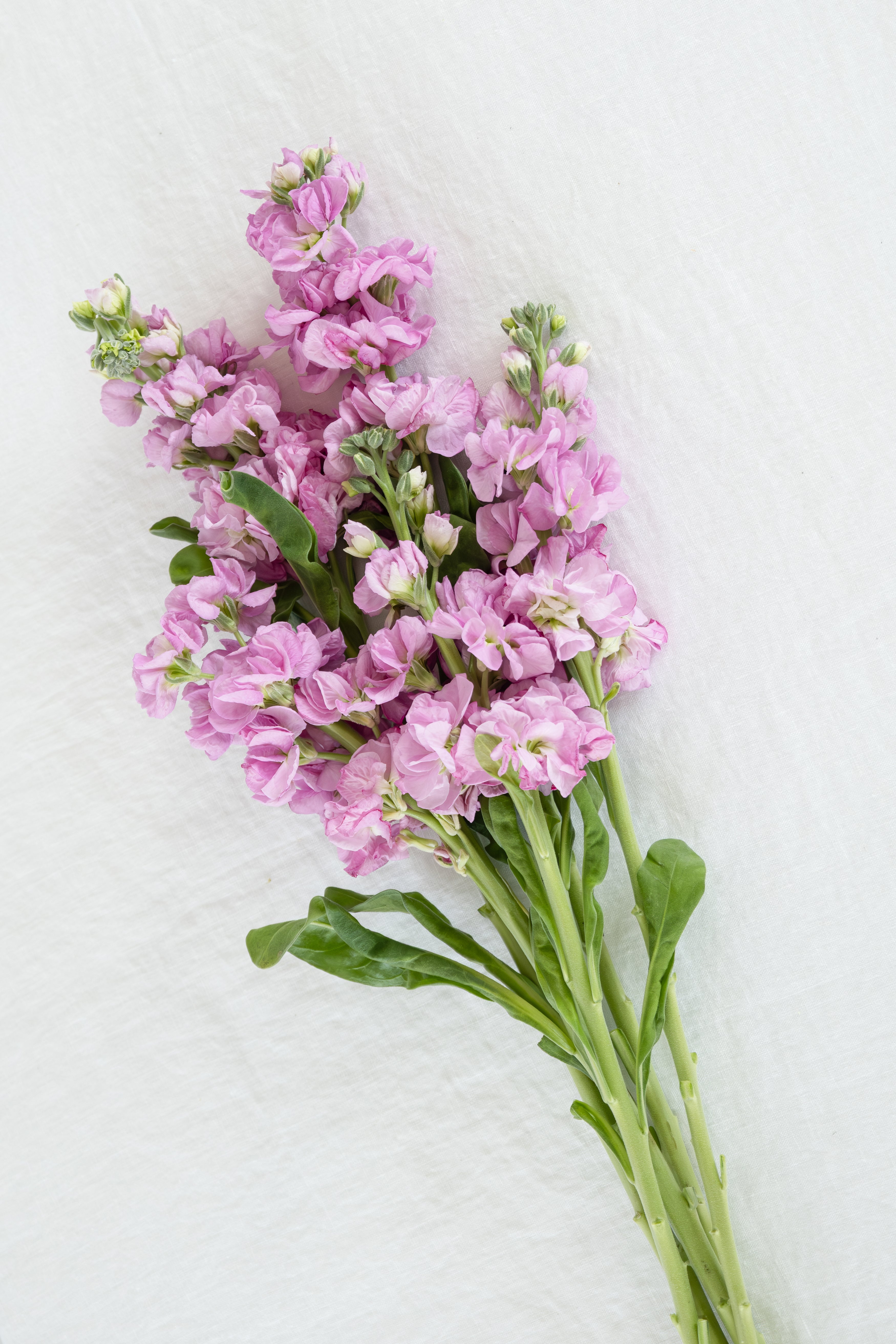 Mattholia (Stock) in Pink