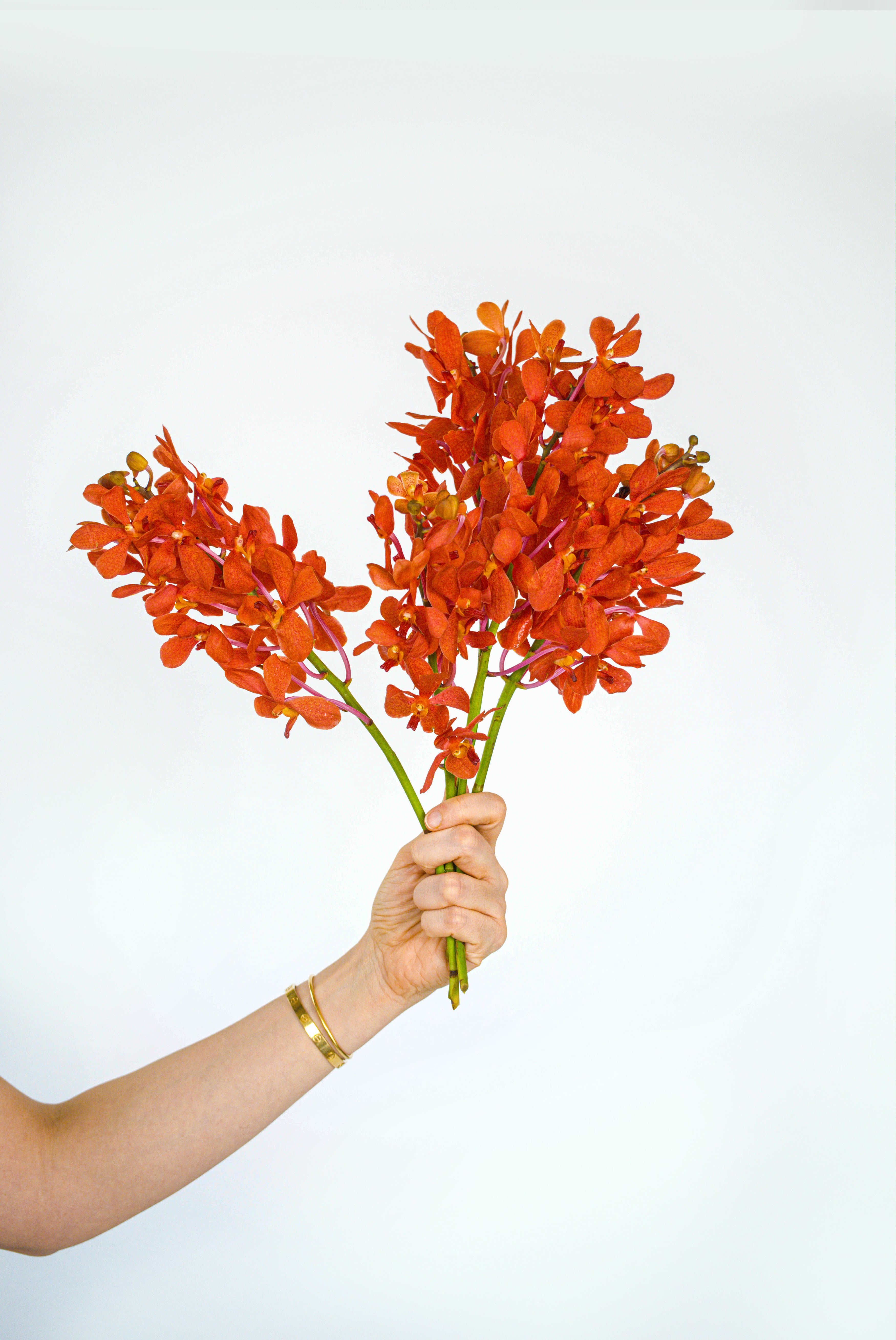 Mokara Orchid in Orange
