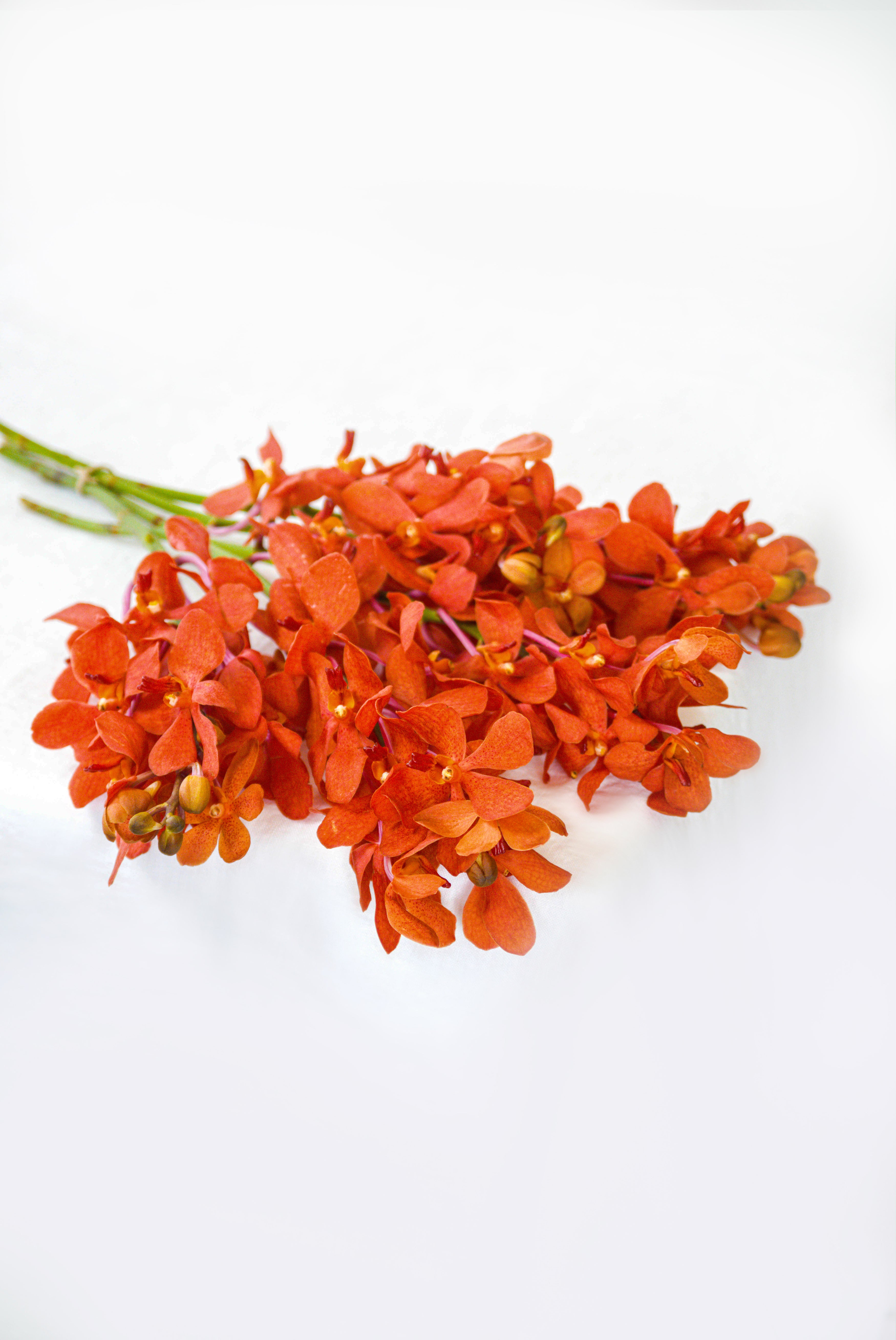 Mokara Orchid in Orange