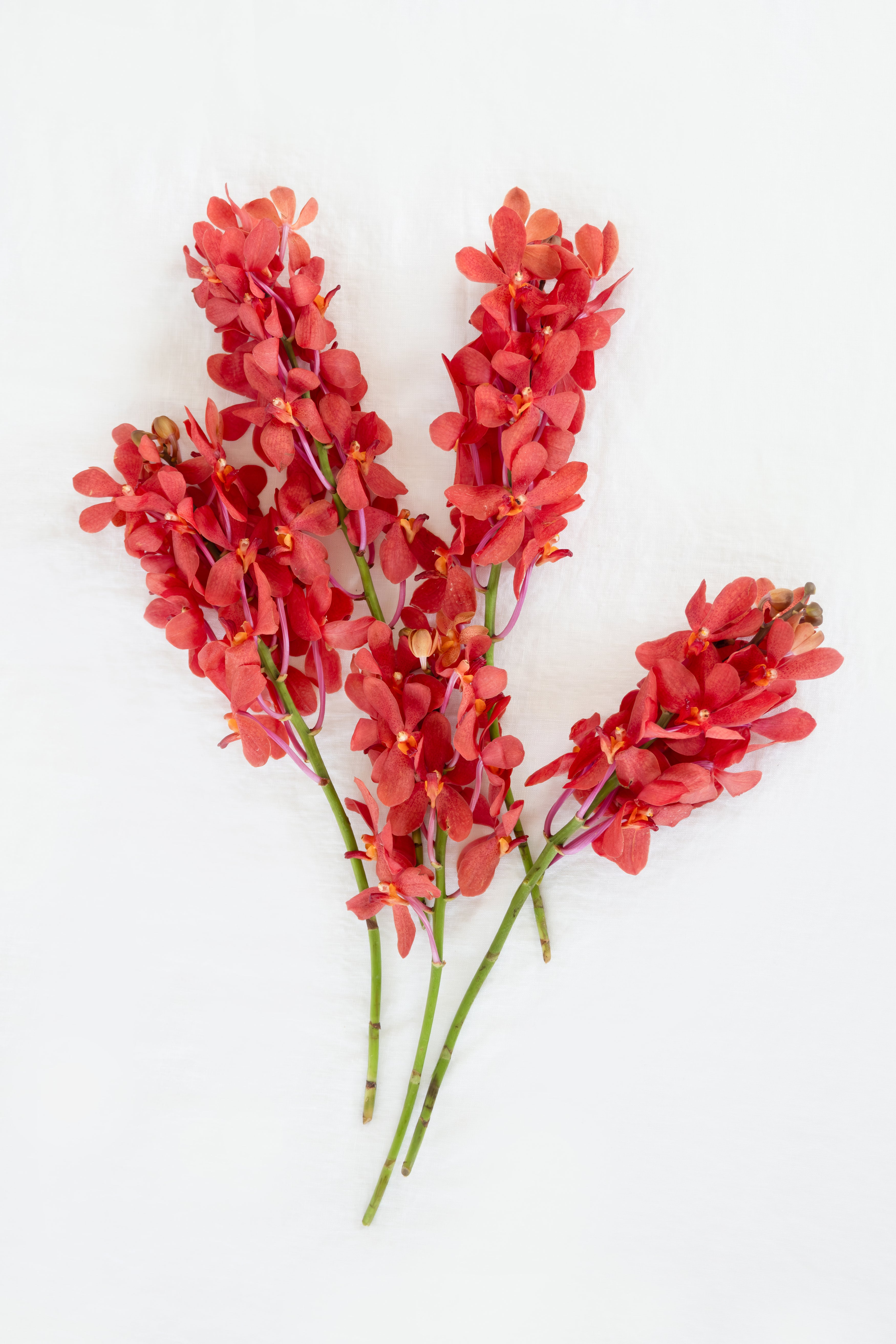 Mokara Orchid in Orange