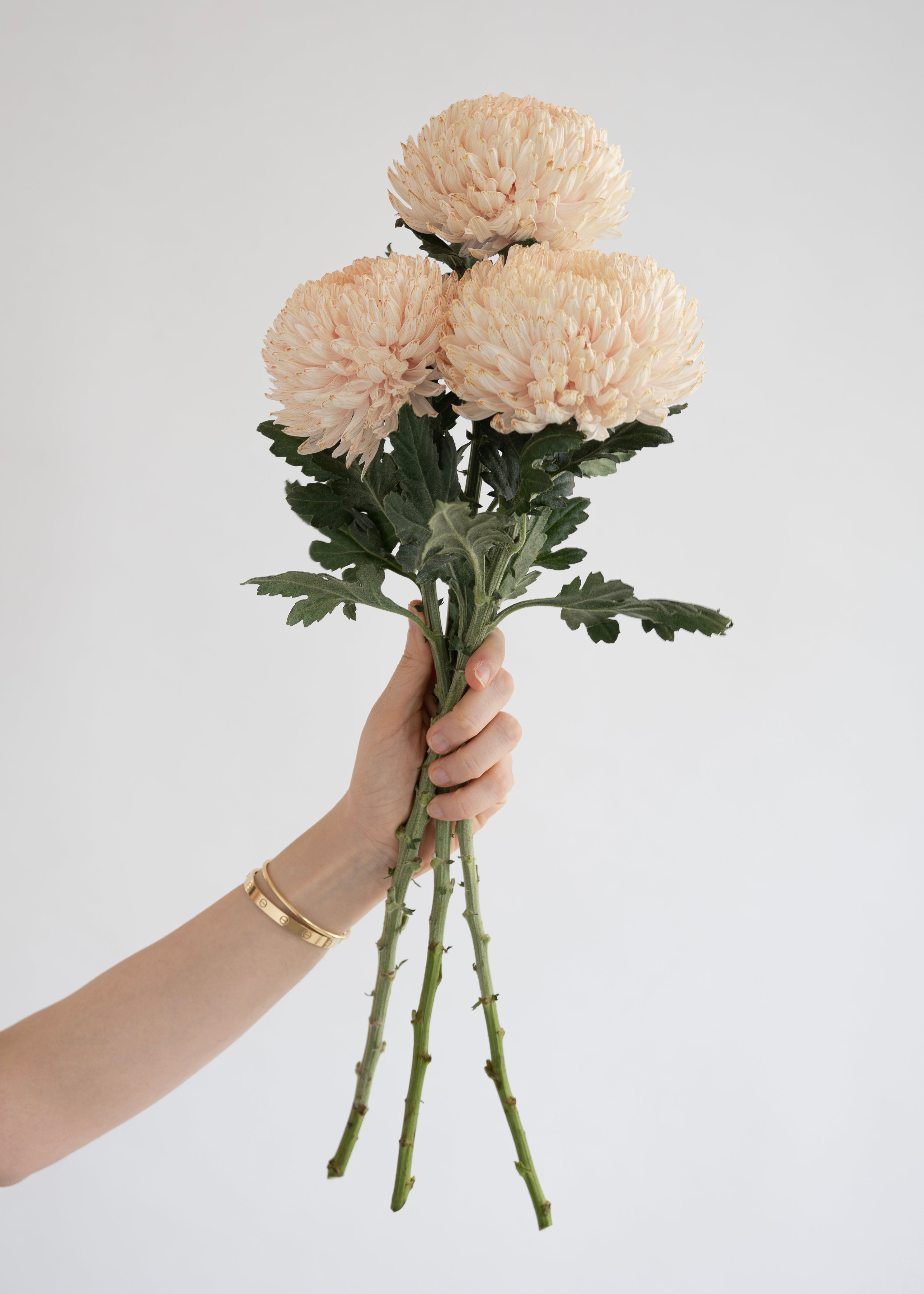 Peony Chrysanthemum in tinted peach