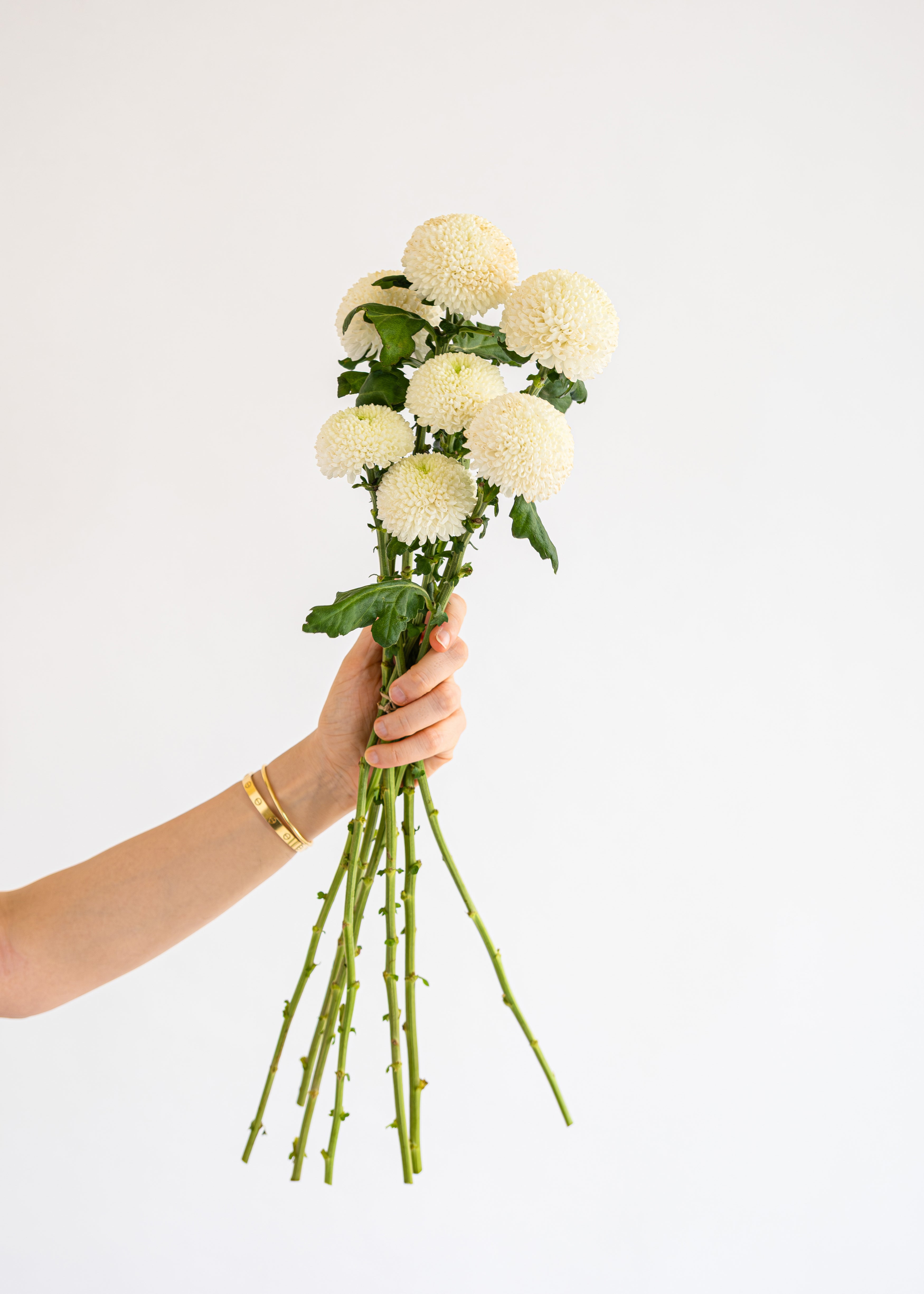 Ping-pong Chrysanthemum in White