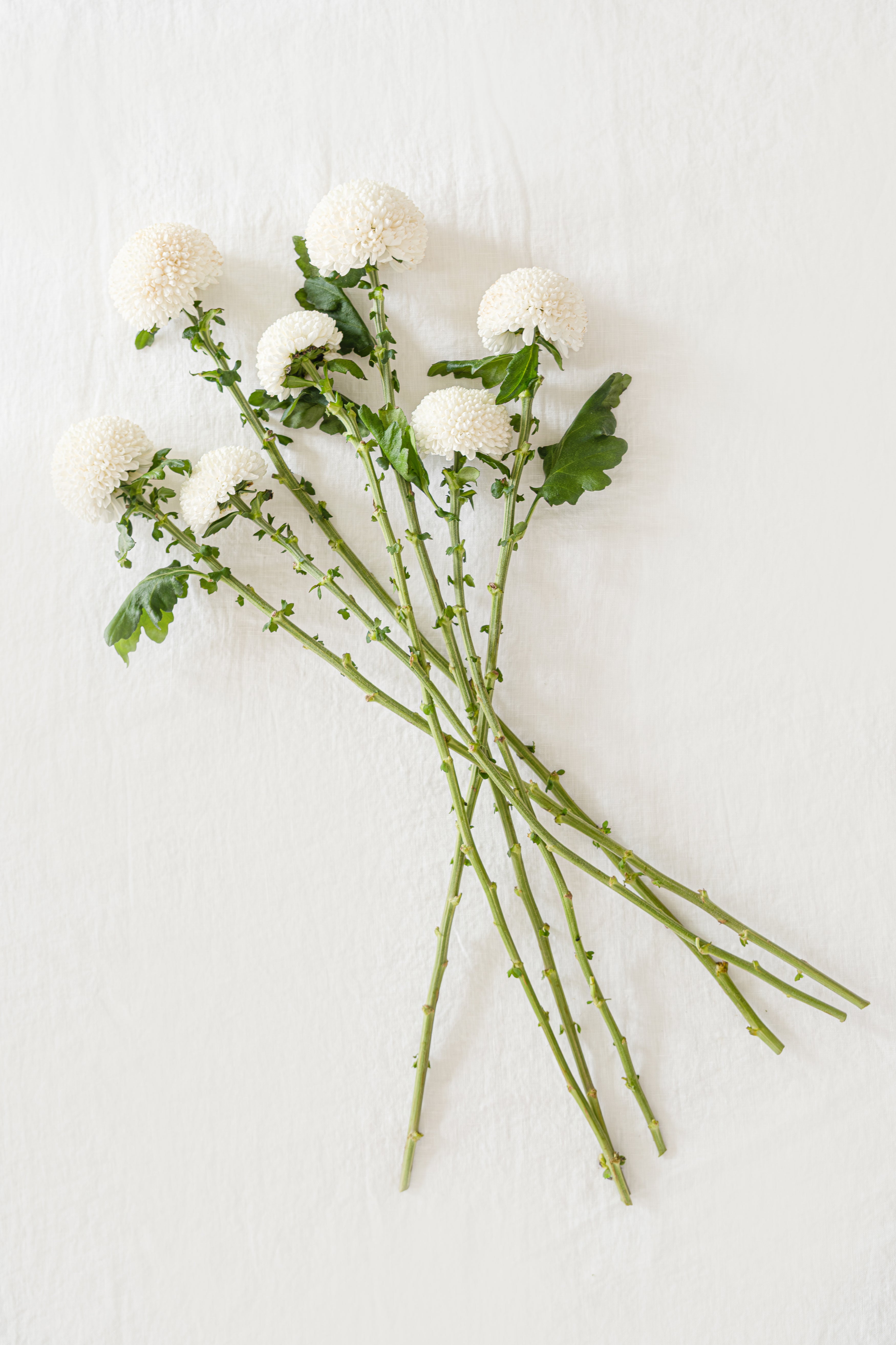 Ping-pong Chrysanthemum in White
