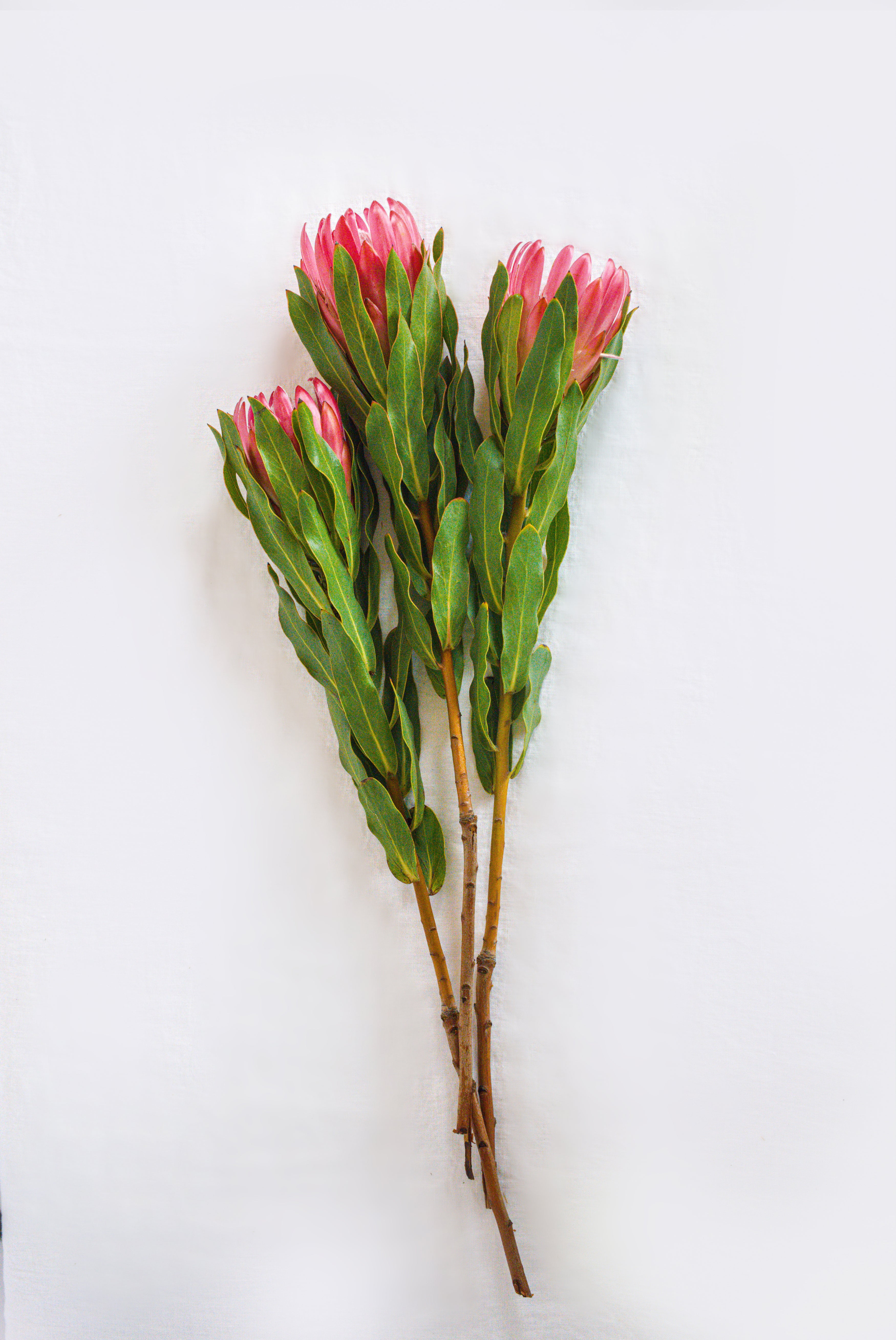Protea in Pink