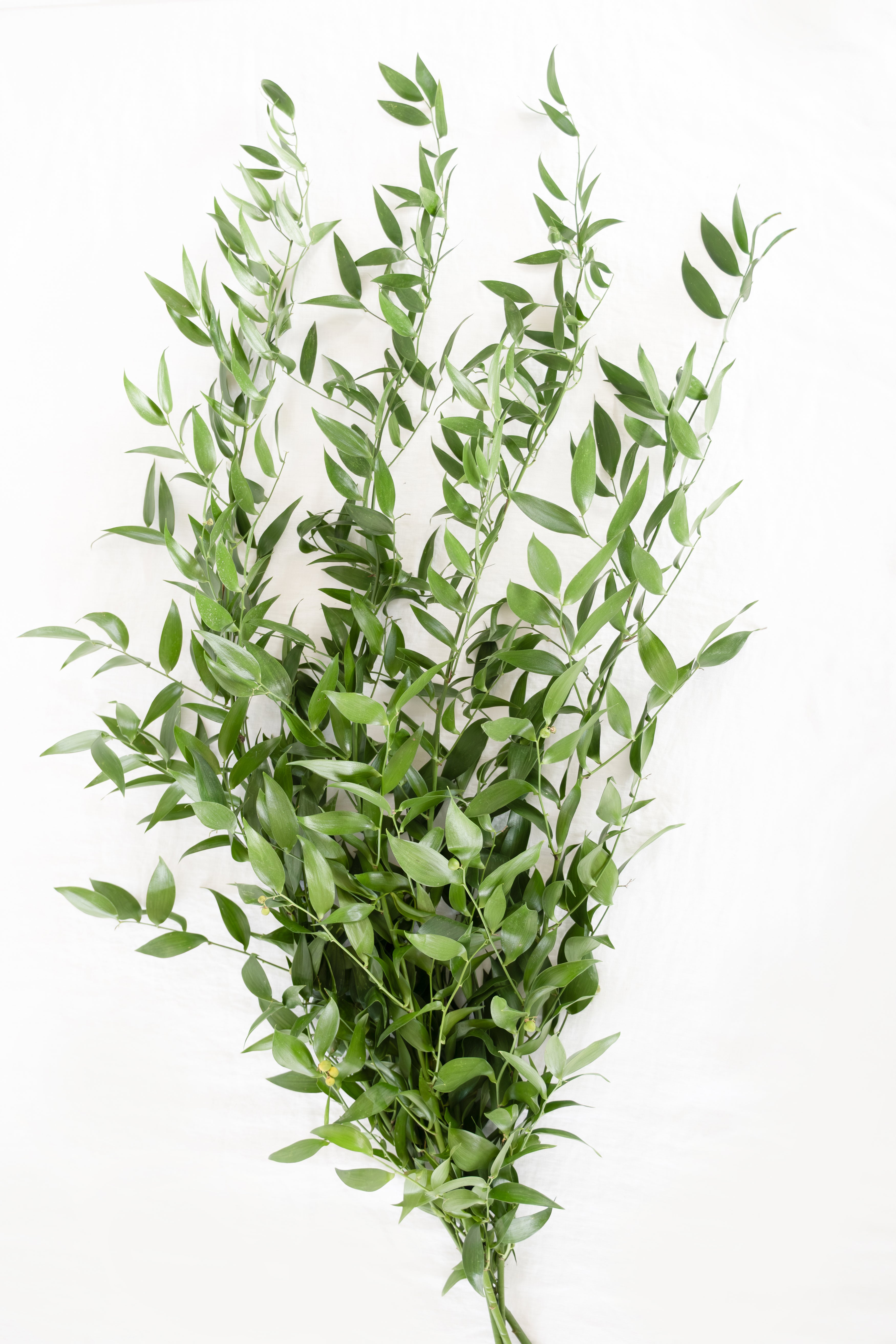 Ruscus - Italian