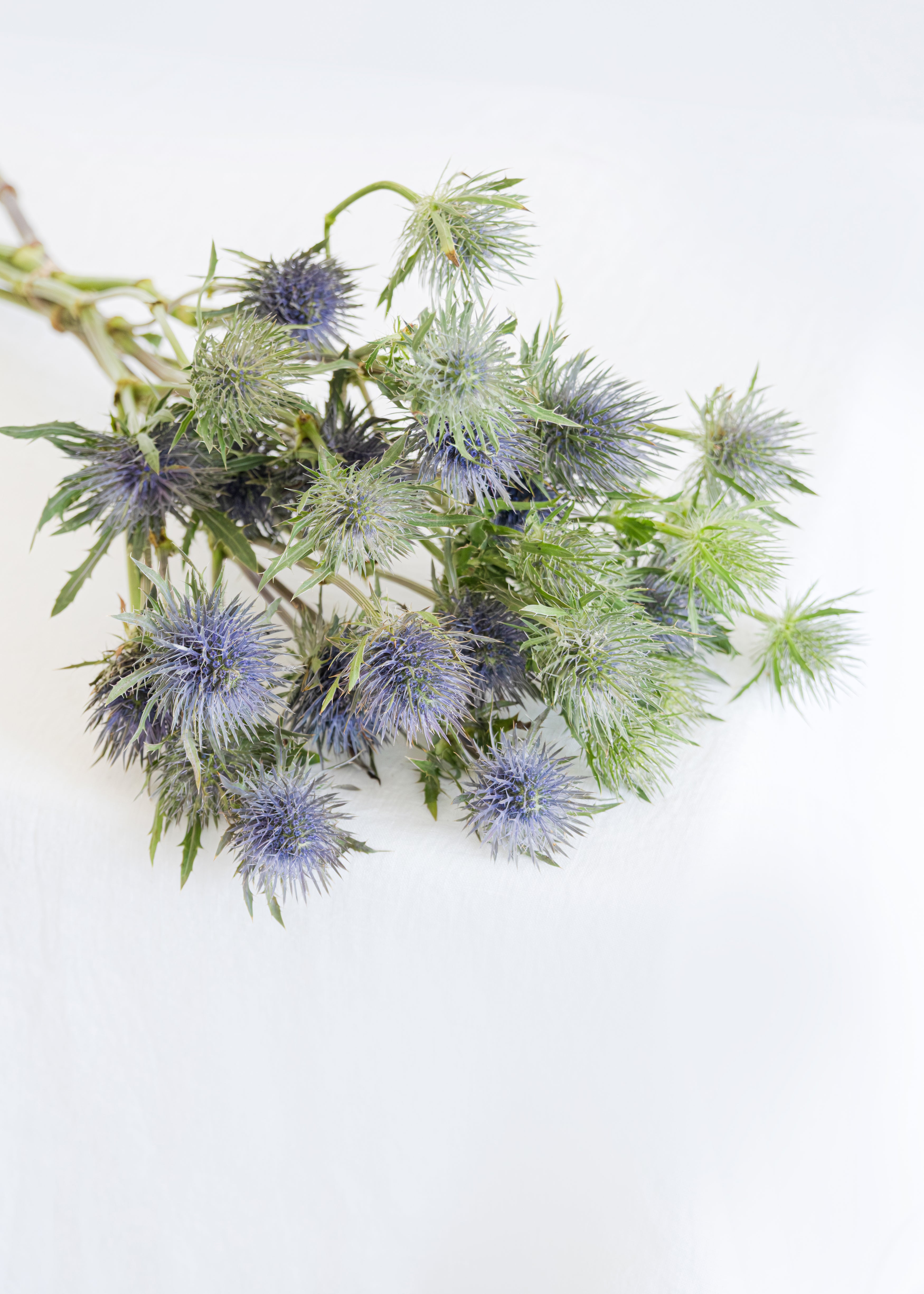 Sea Holly (Eringiyum) in Blue