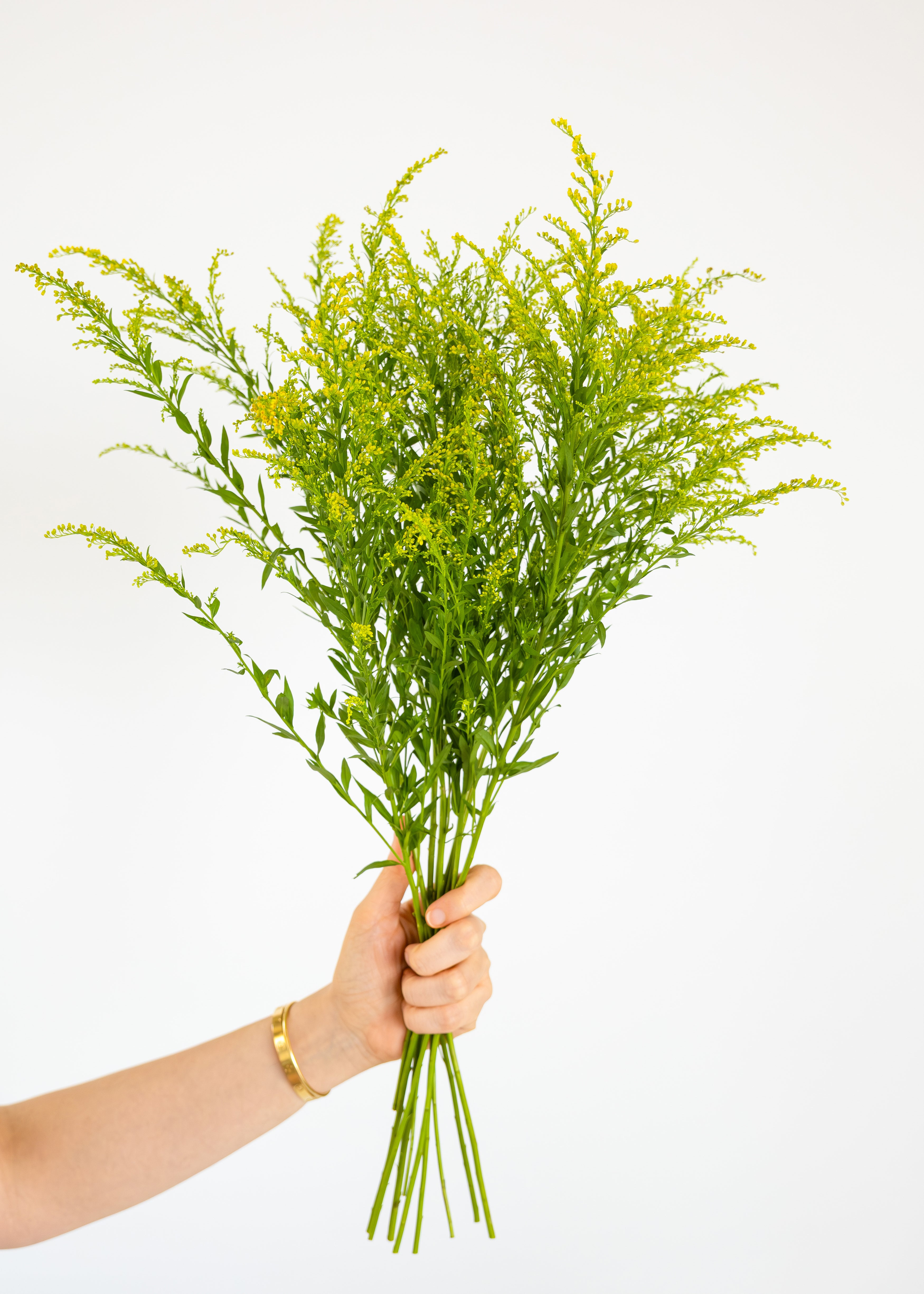 Solidago in Yellow