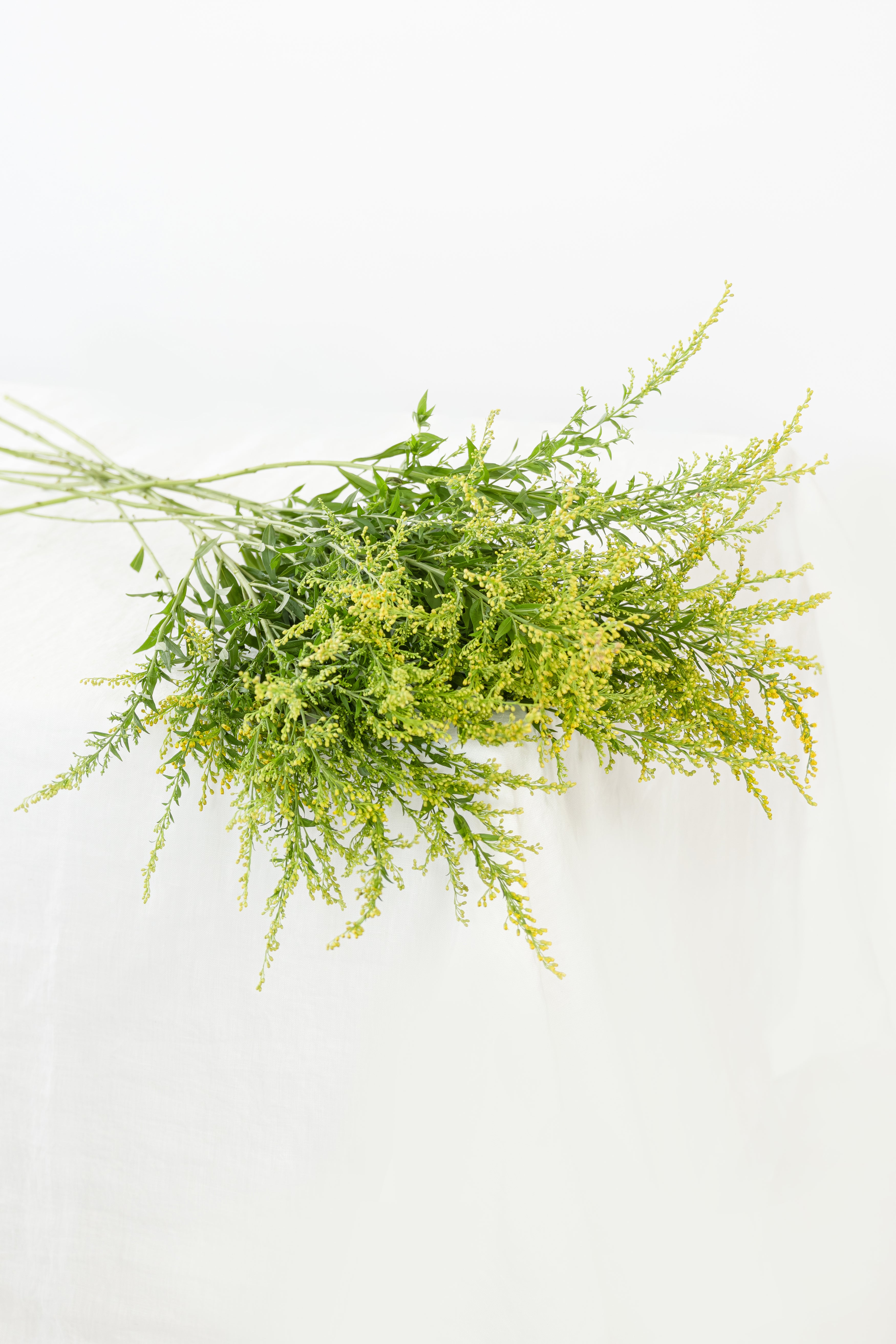 Solidago in Yellow