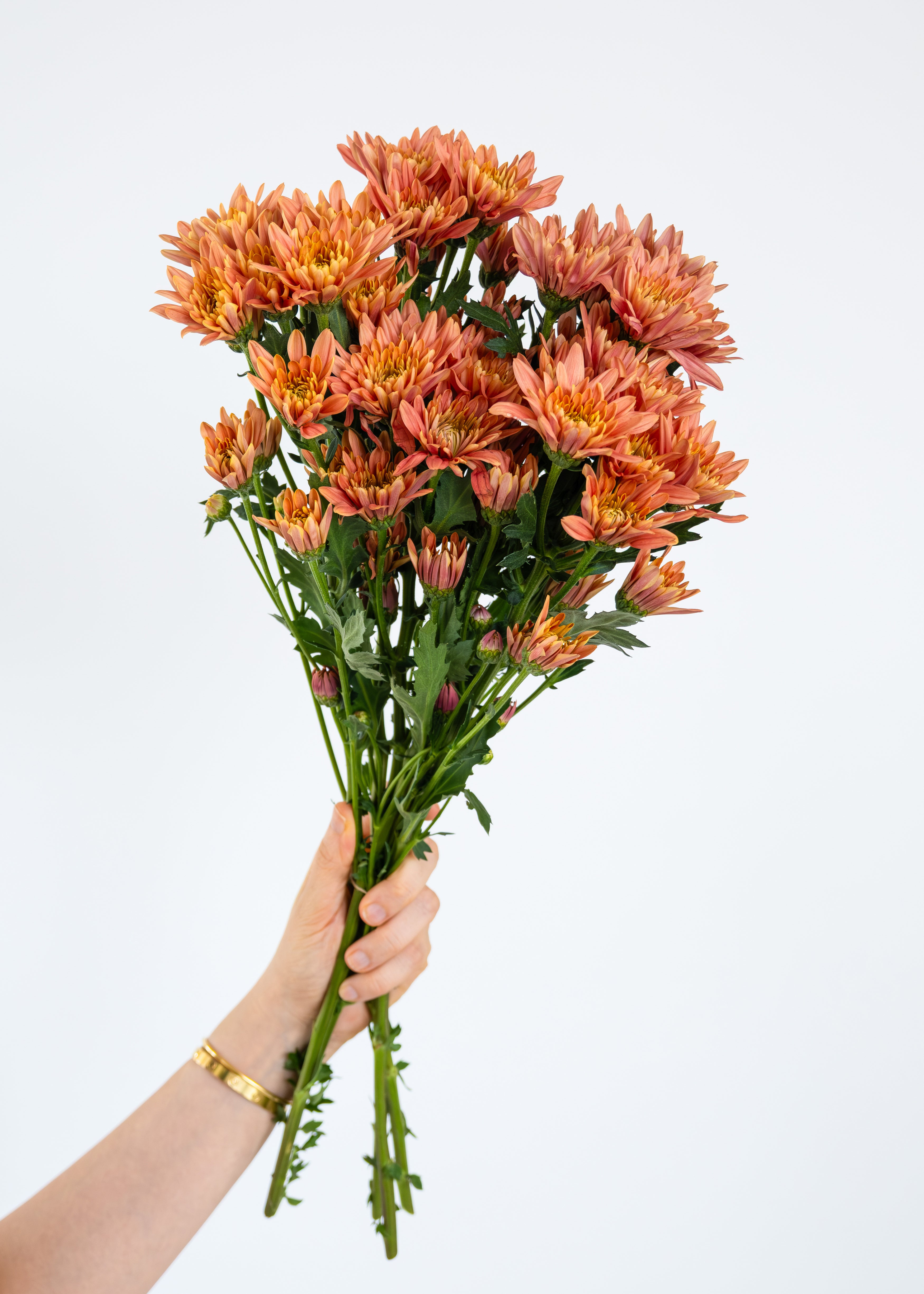 Spray Chrysanthemum in Peach