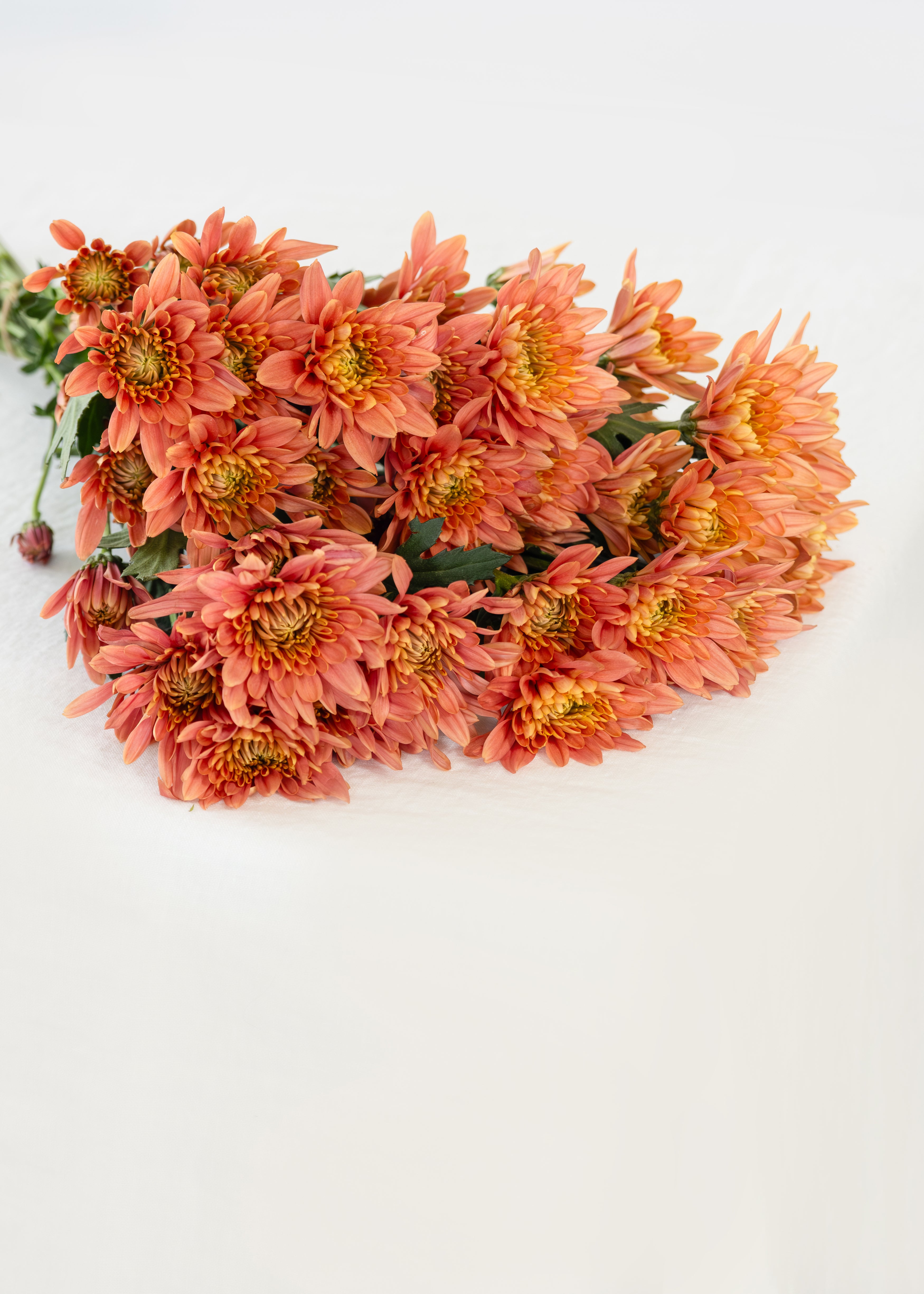 Spray Chrysanthemum in Peach