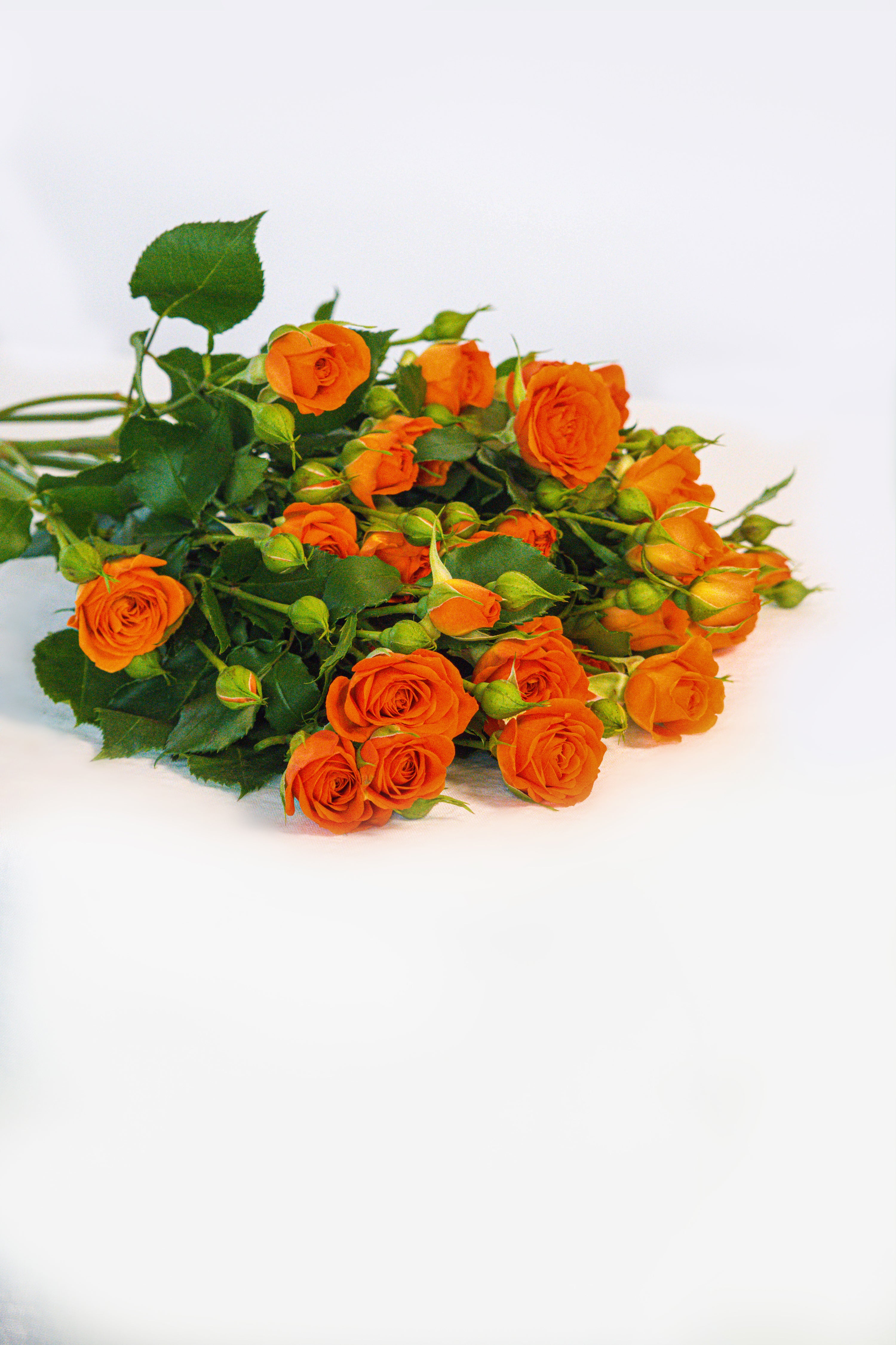 Rose in Orange
