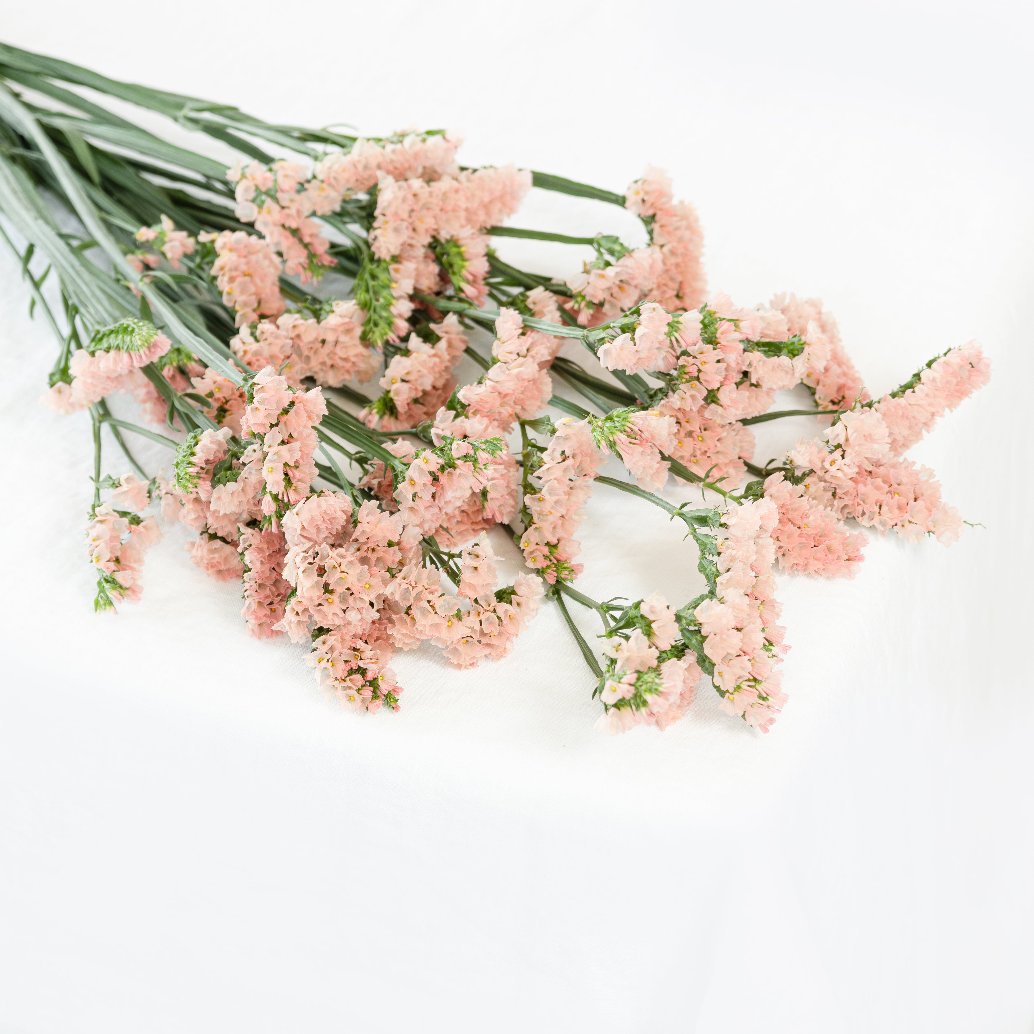 Statice in Peach