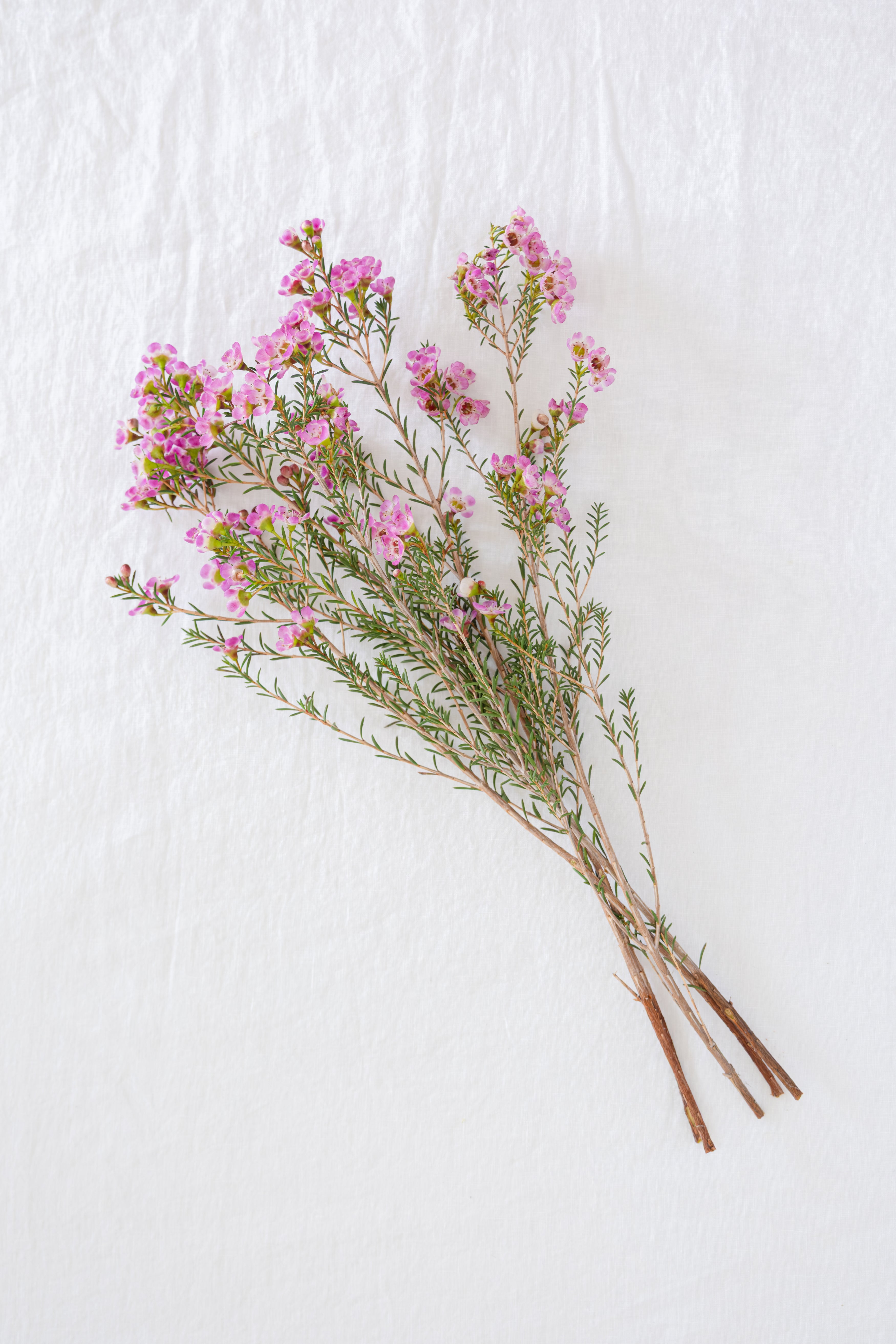 Waxflower in pink