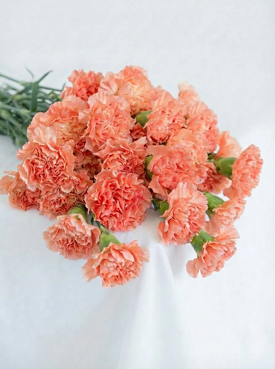 Carnations Bouquet